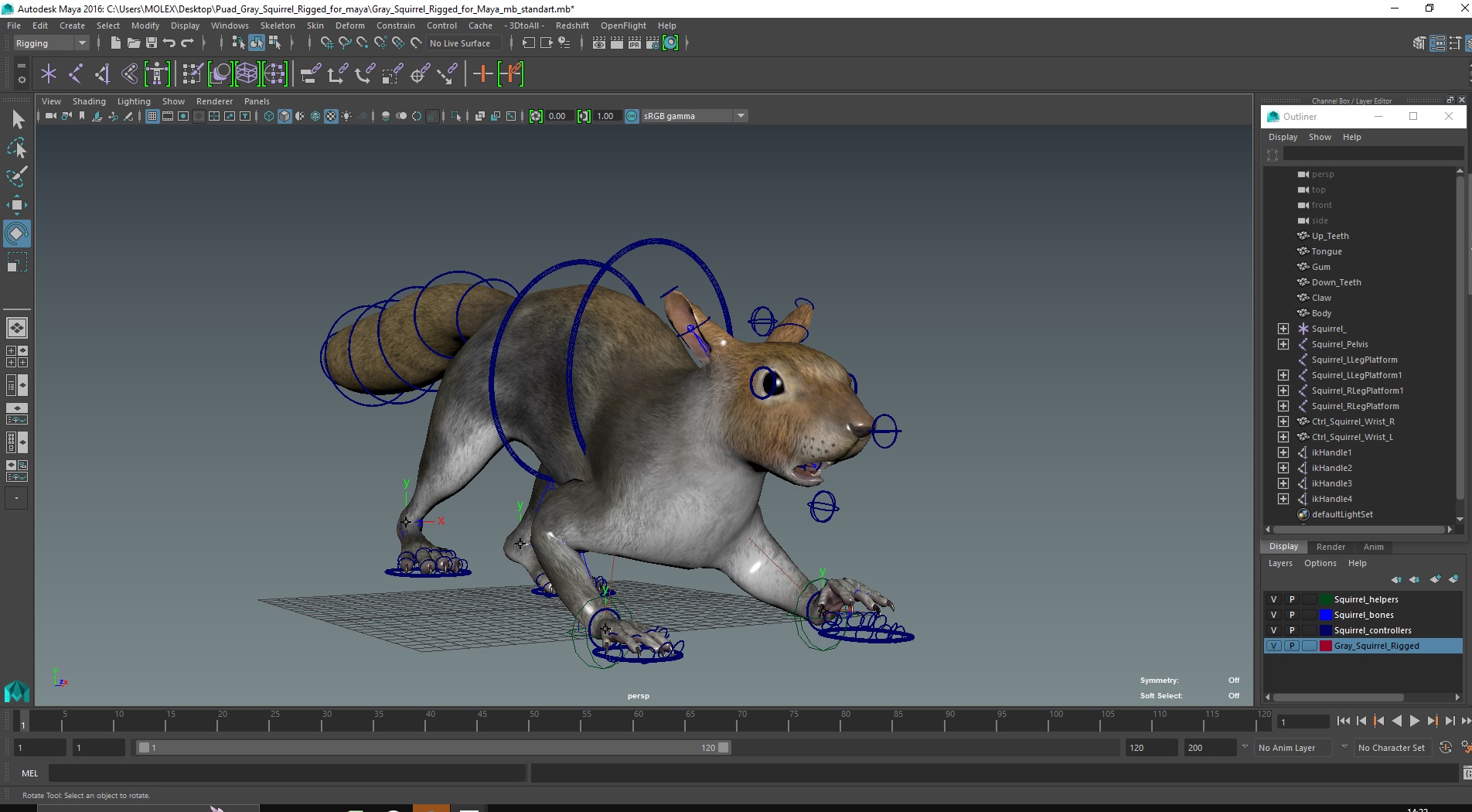 Gray Squirrel Rigged for Maya 3D model