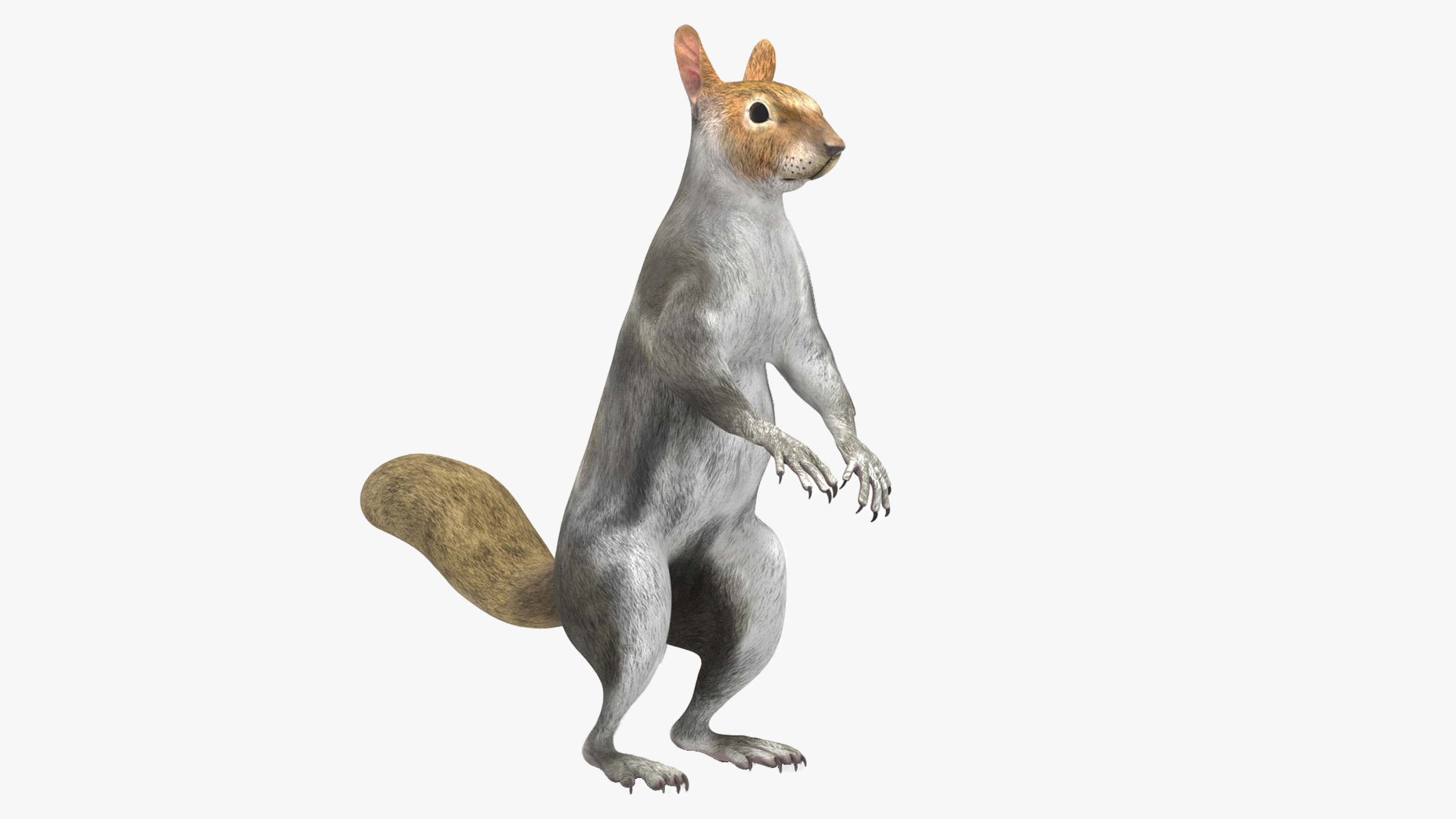 Gray Squirrel Rigged for Maya 3D model