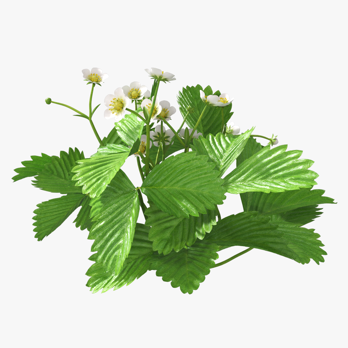 Garden Strawberry Plant Flowers 3D model preview