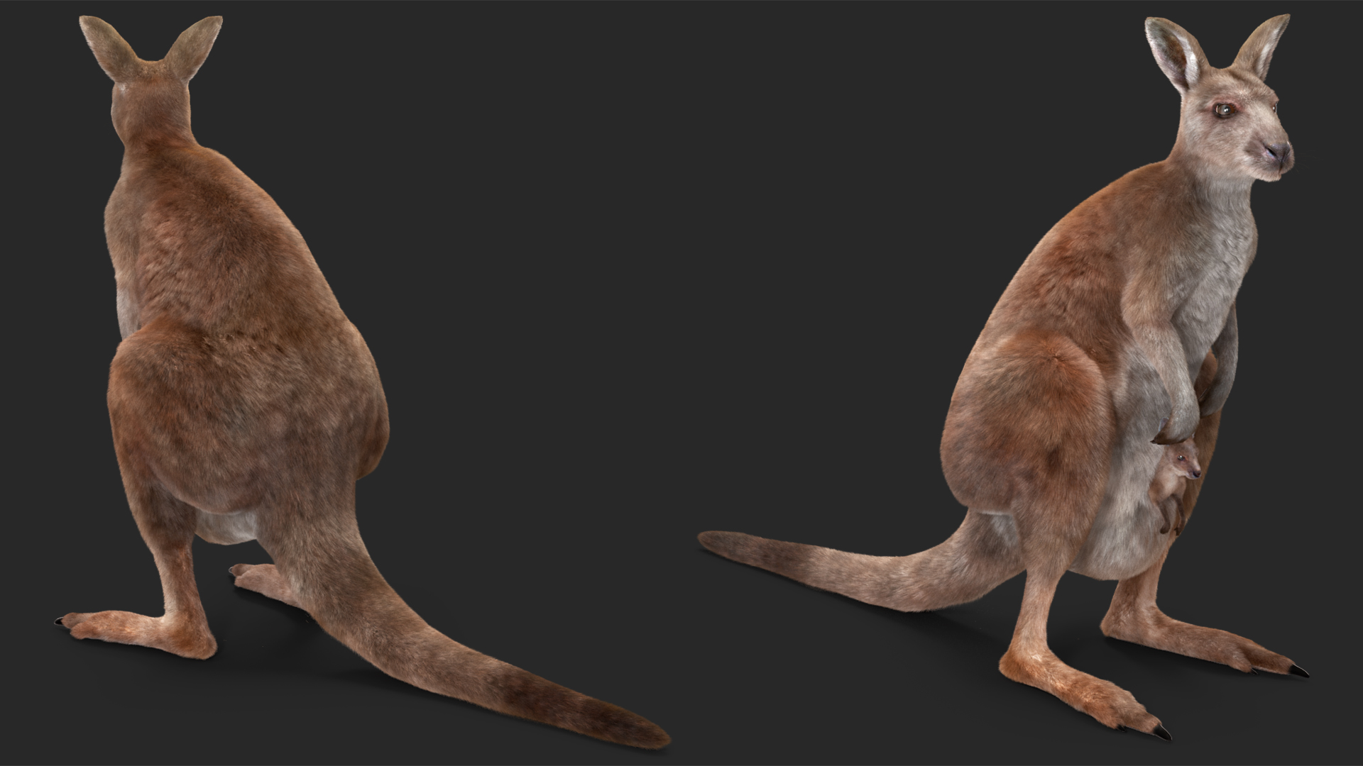 3D Mother Kangaroo with Baby Standing Fur model
