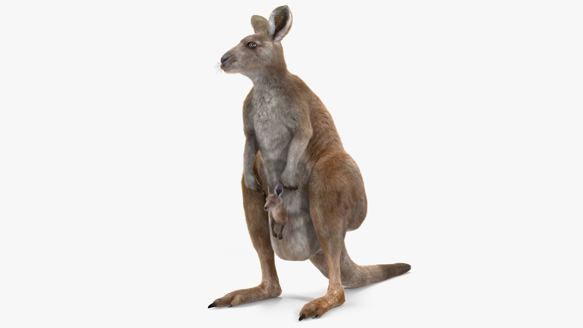 3D Mother Kangaroo with Baby Standing Fur model