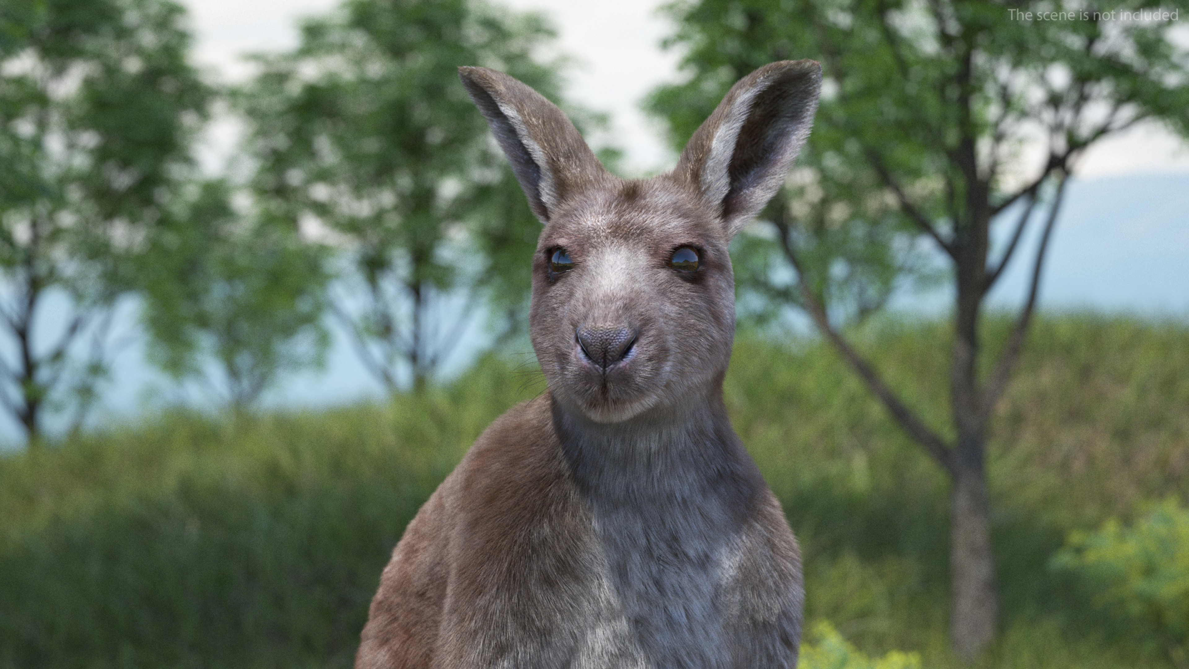 3D Mother Kangaroo with Baby Standing Fur model