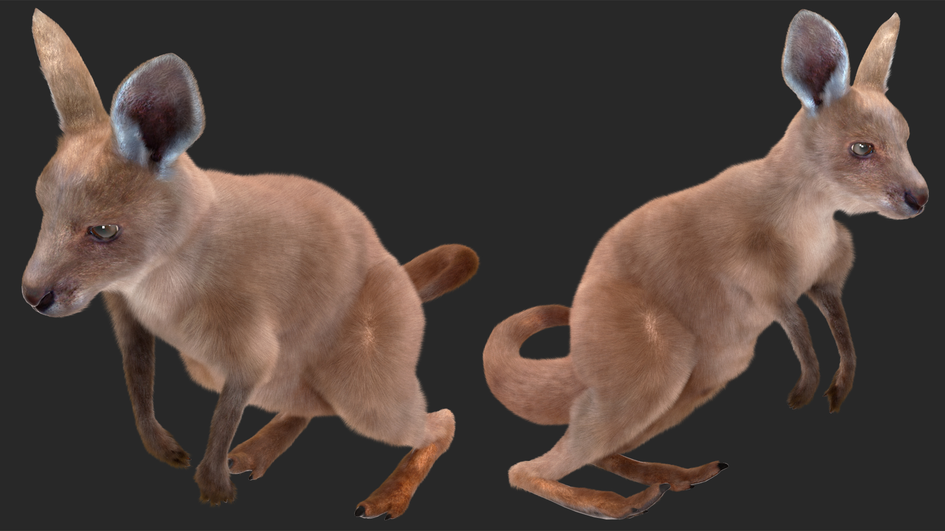 3D Mother Kangaroo with Baby Standing Fur model