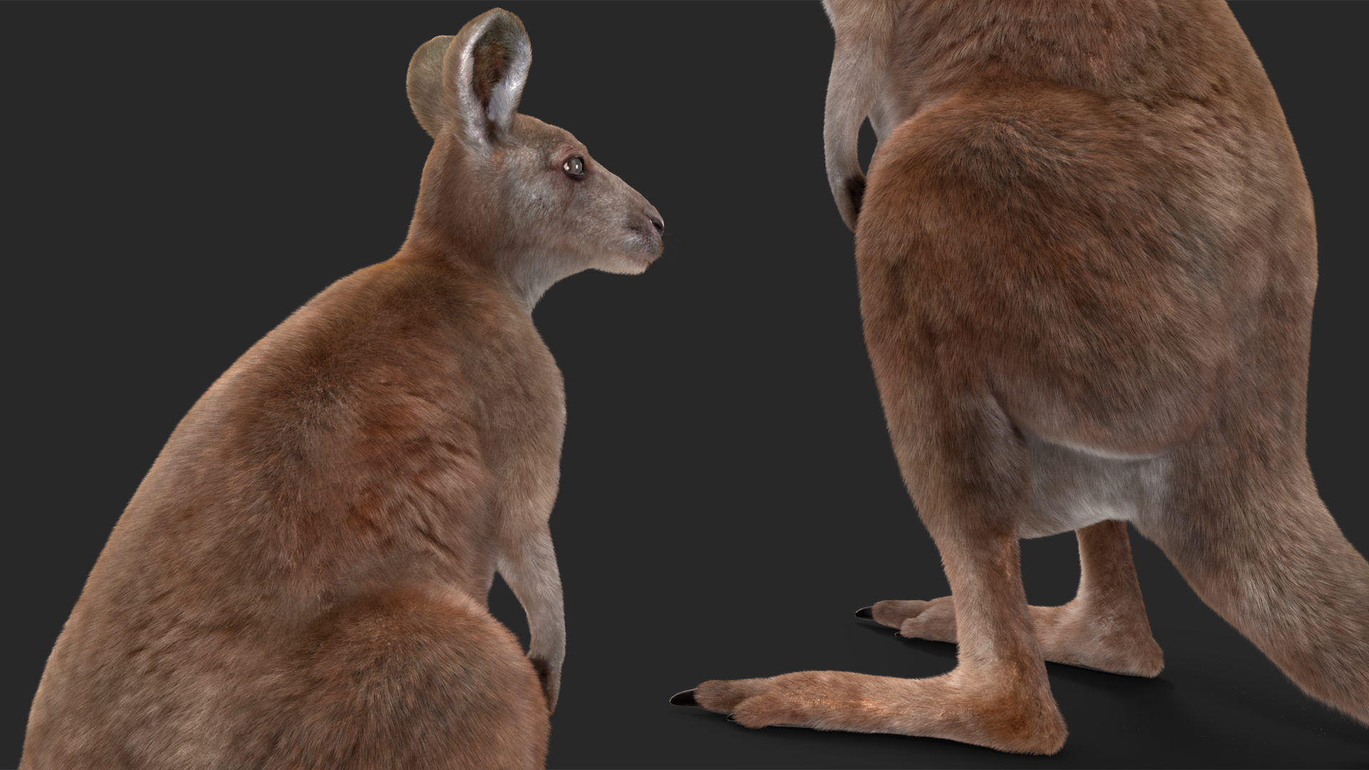 3D Mother Kangaroo with Baby Standing Fur model