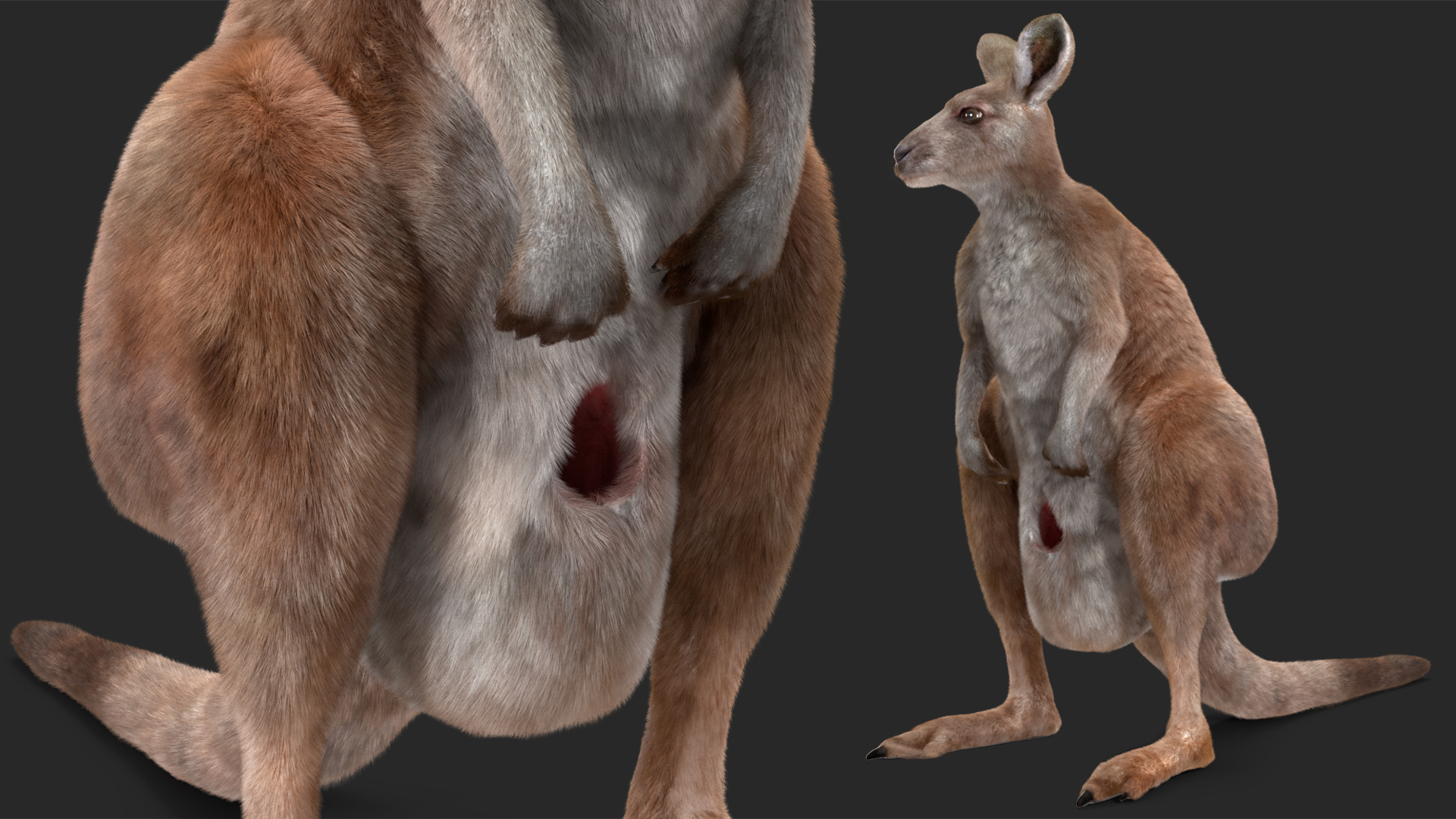 3D Mother Kangaroo with Baby Standing Fur model