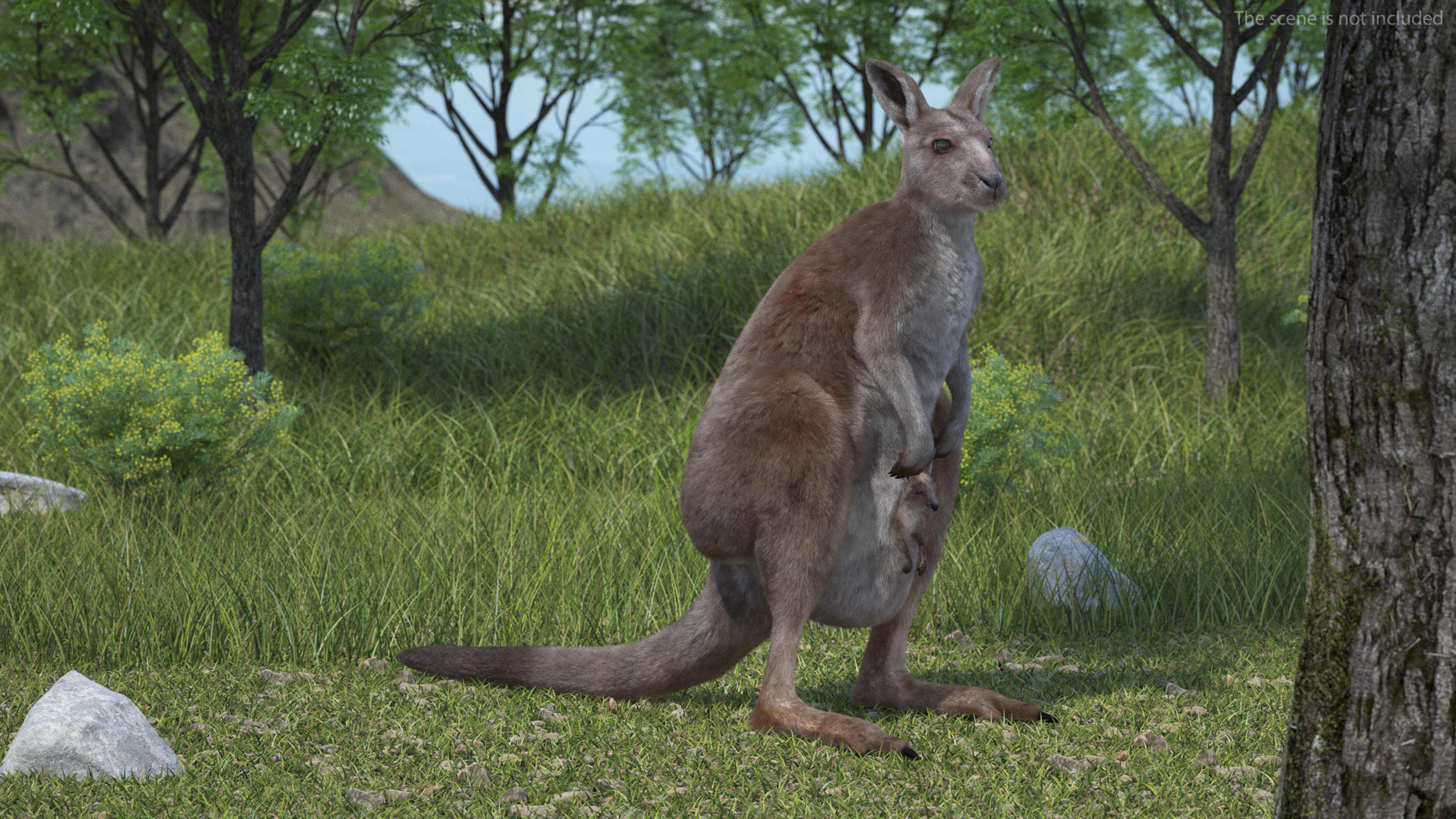 3D Mother Kangaroo with Baby Standing Fur model