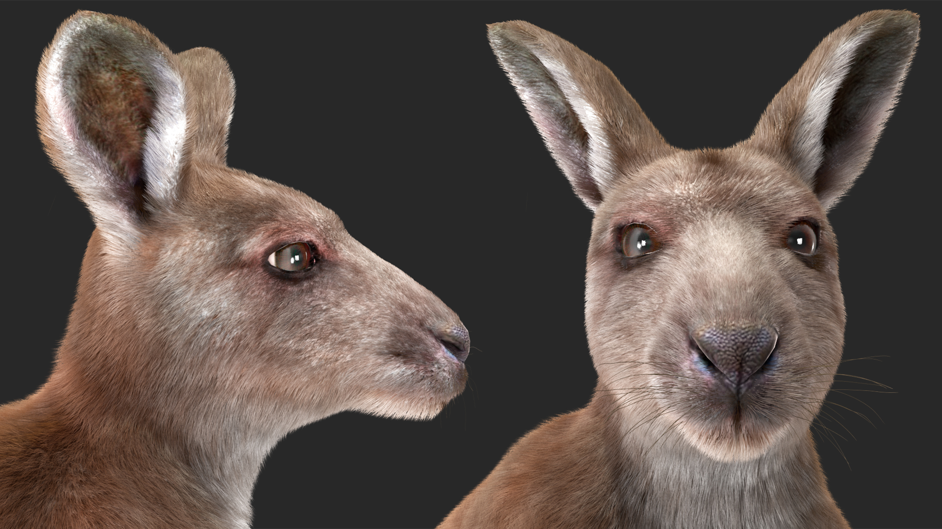 3D Mother Kangaroo with Baby Standing Fur model