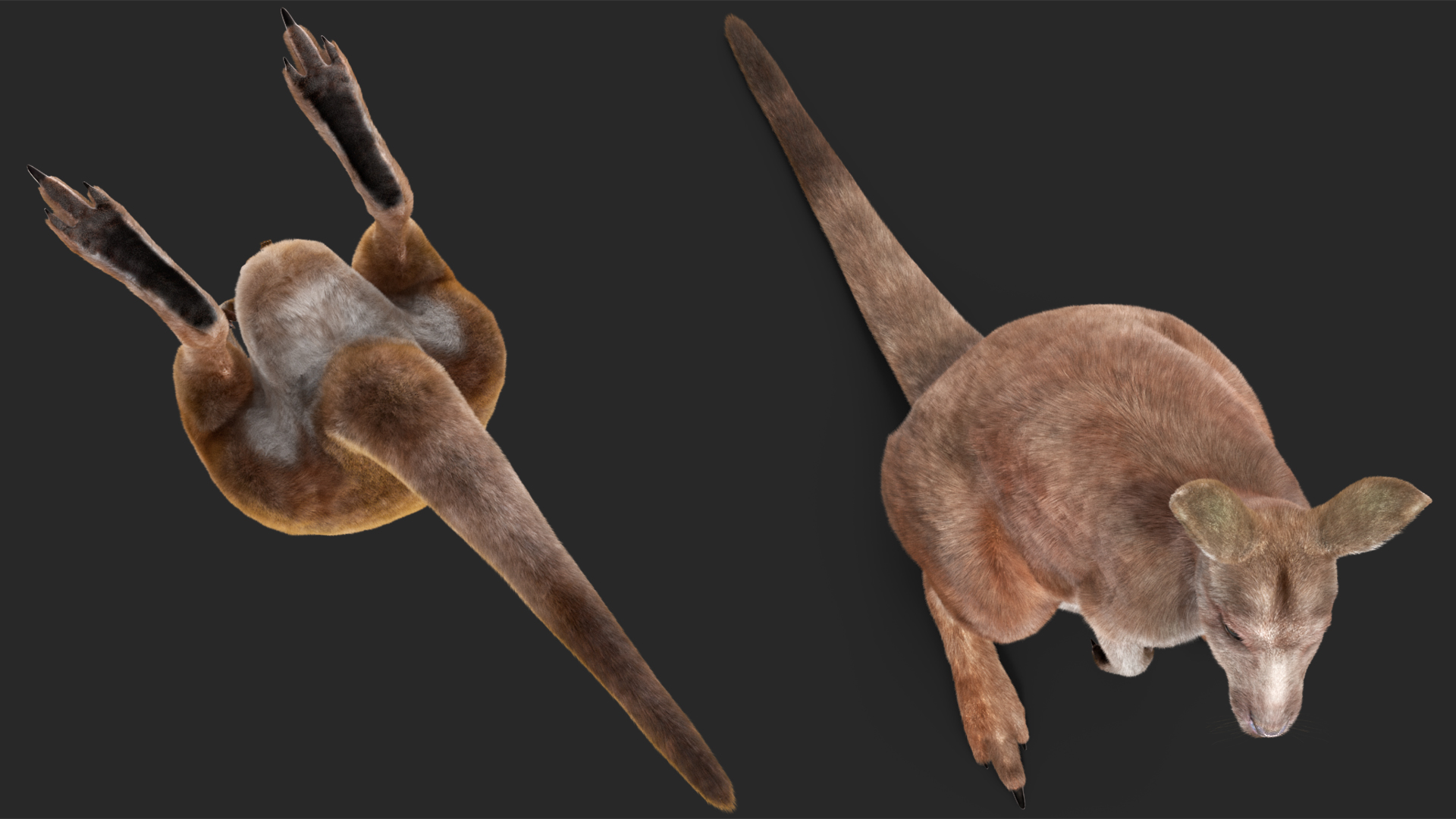 3D Mother Kangaroo with Baby Standing Fur model
