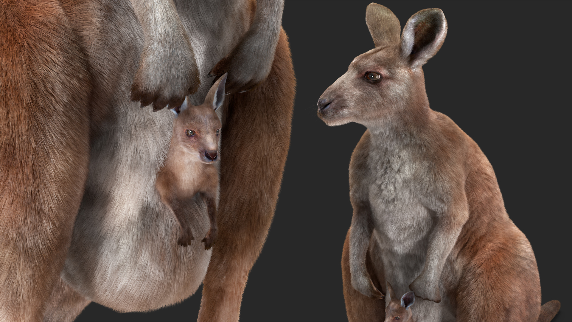 3D Mother Kangaroo with Baby Standing Fur model