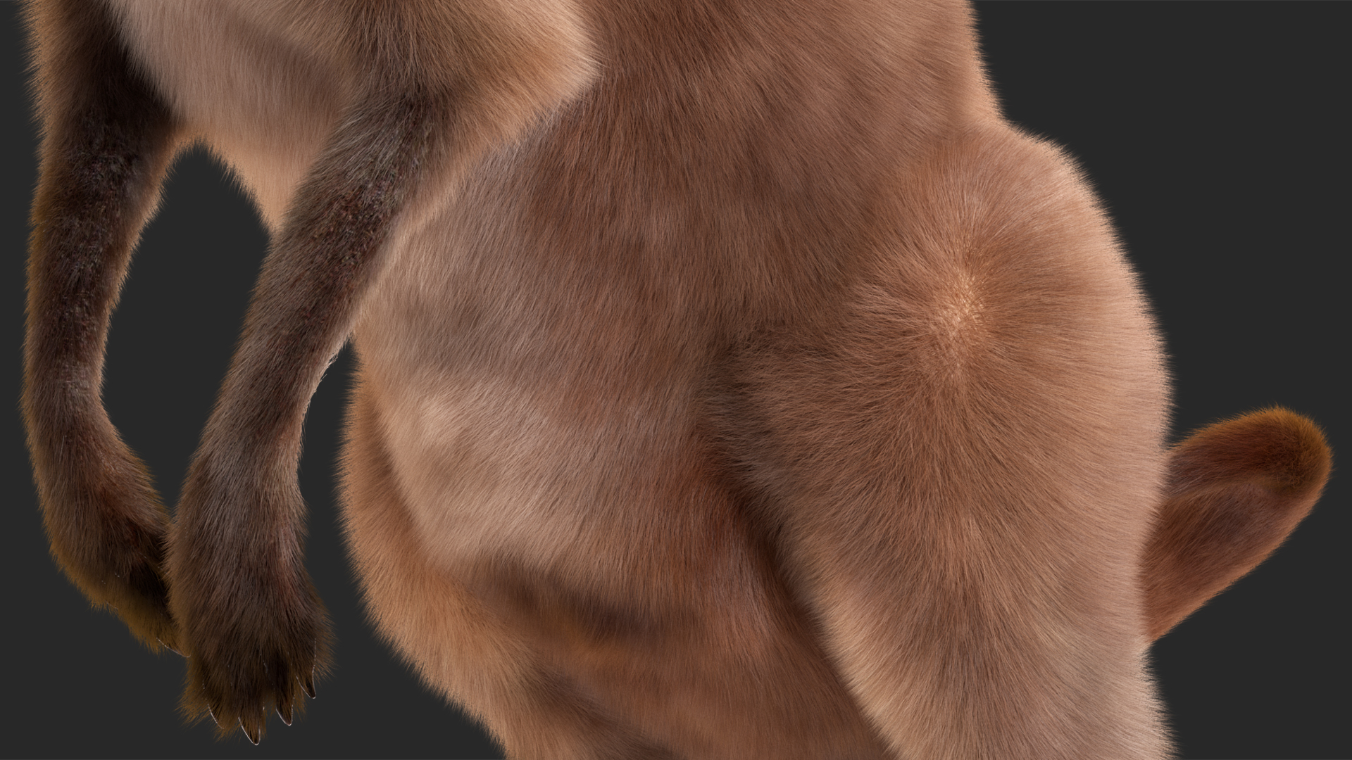 3D Mother Kangaroo with Baby Standing Fur model