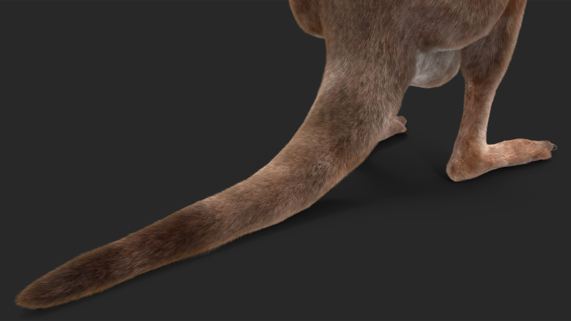3D Mother Kangaroo with Baby Standing Fur model
