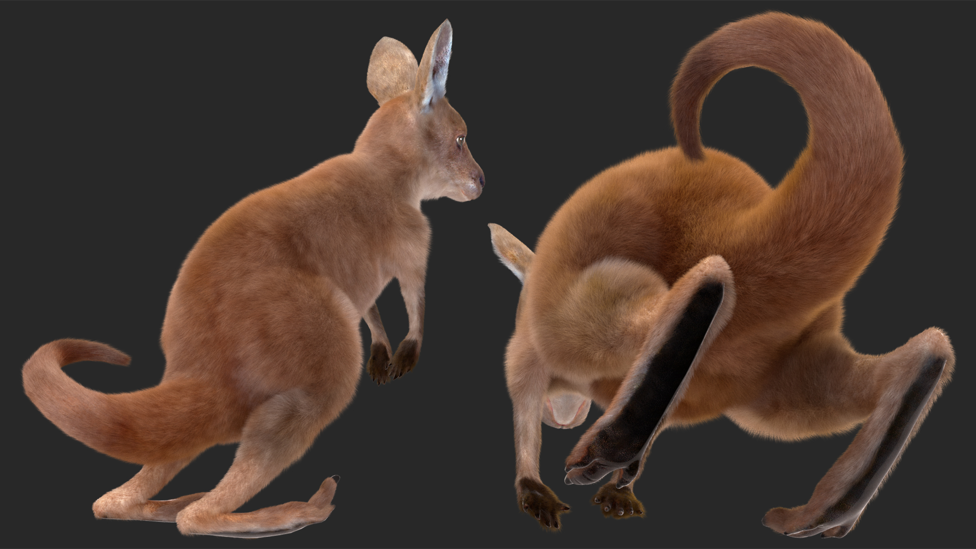3D Mother Kangaroo with Baby Standing Fur model