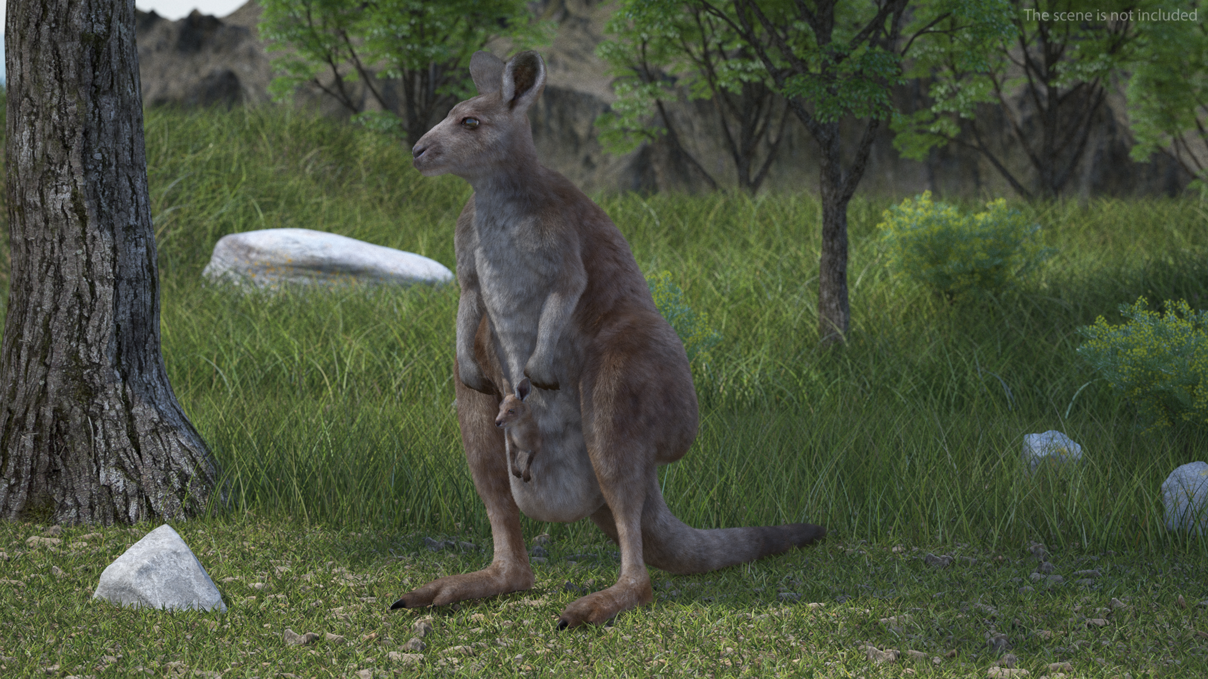 3D Mother Kangaroo with Baby Standing Fur model