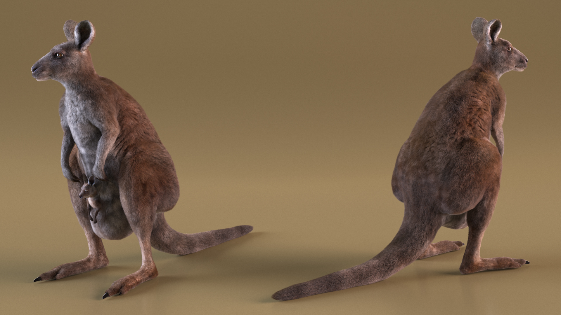 3D Mother Kangaroo with Baby Standing Fur model