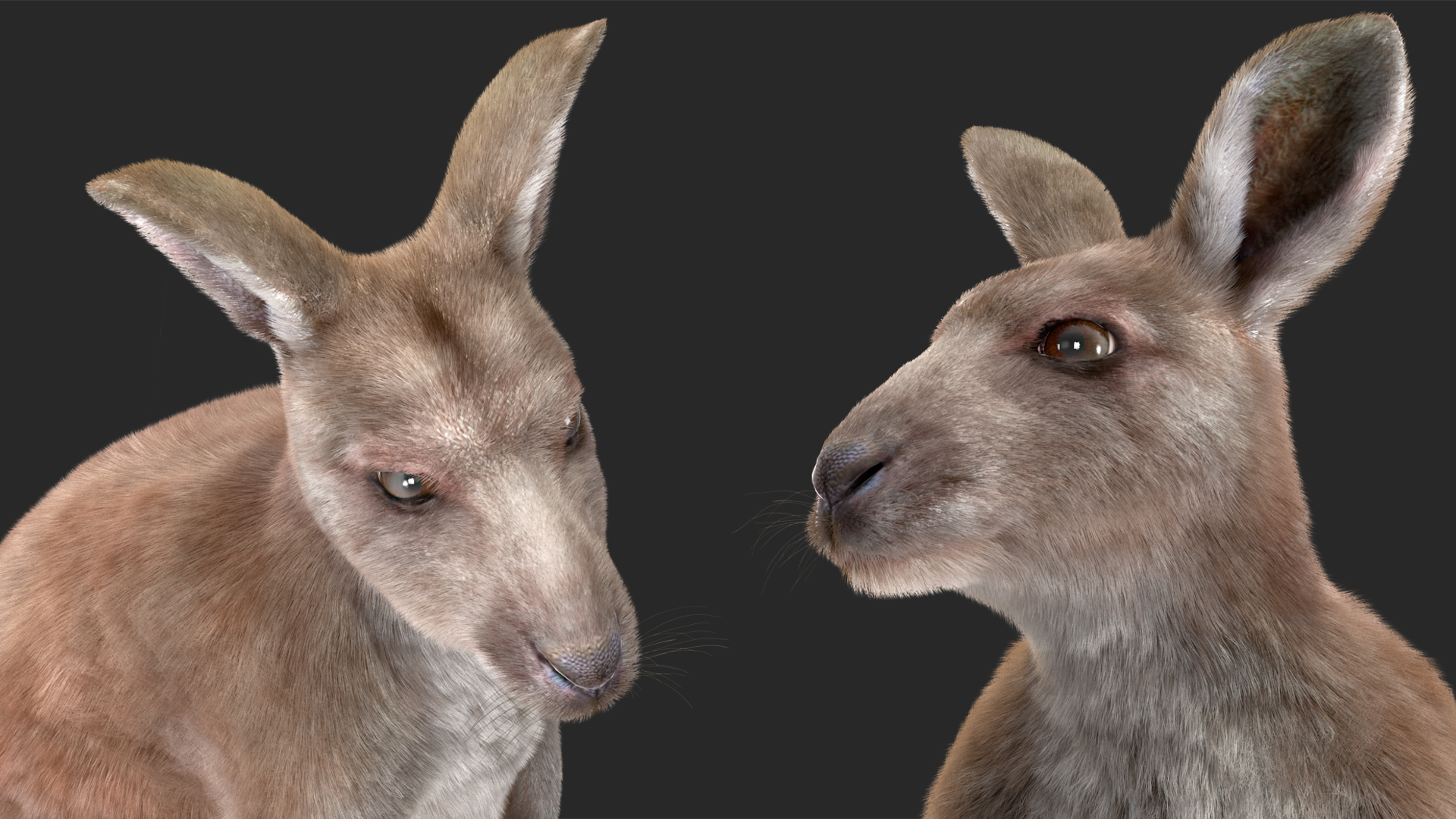 3D Mother Kangaroo with Baby Standing Fur model