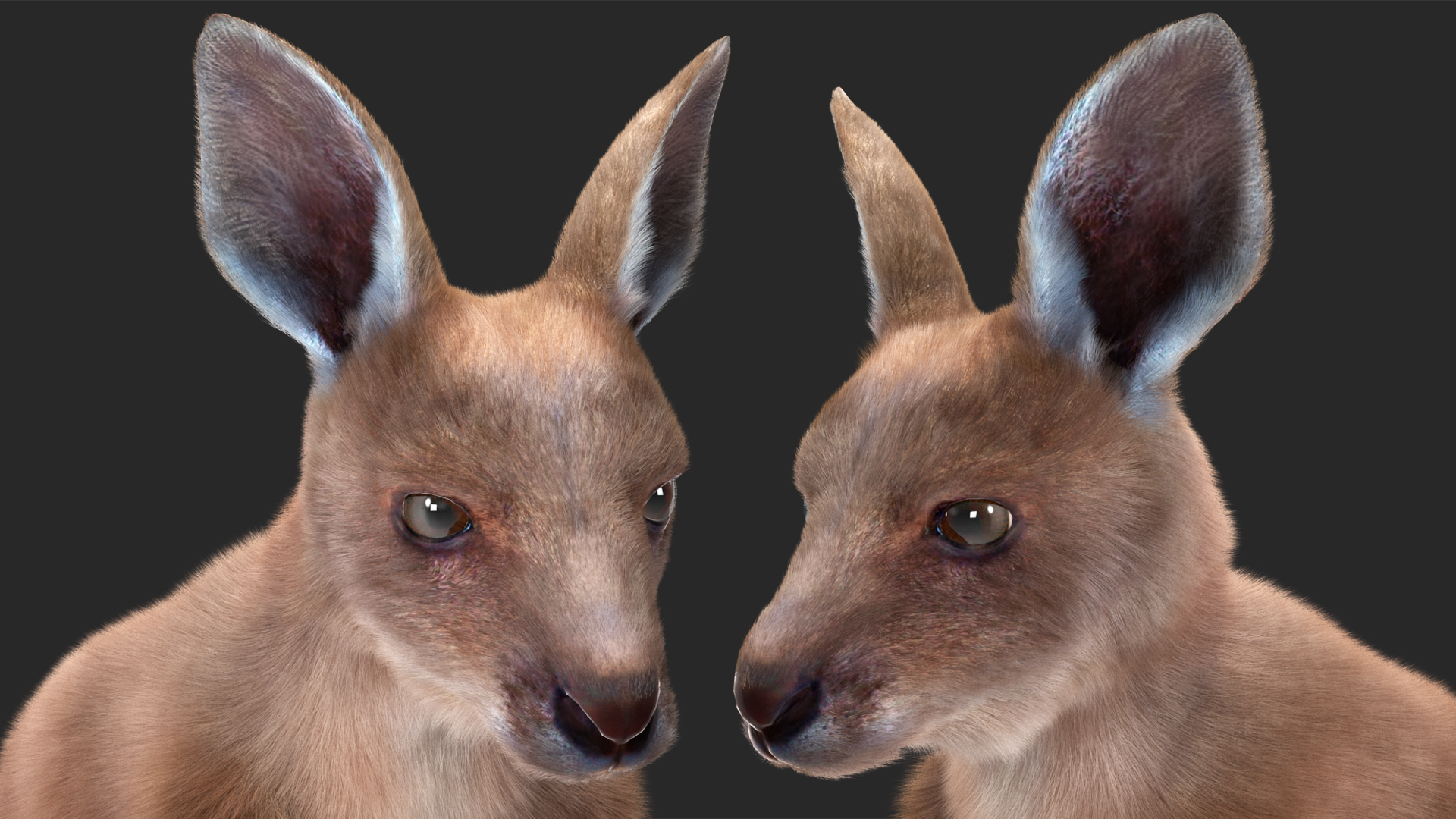 3D Mother Kangaroo with Baby Standing Fur model