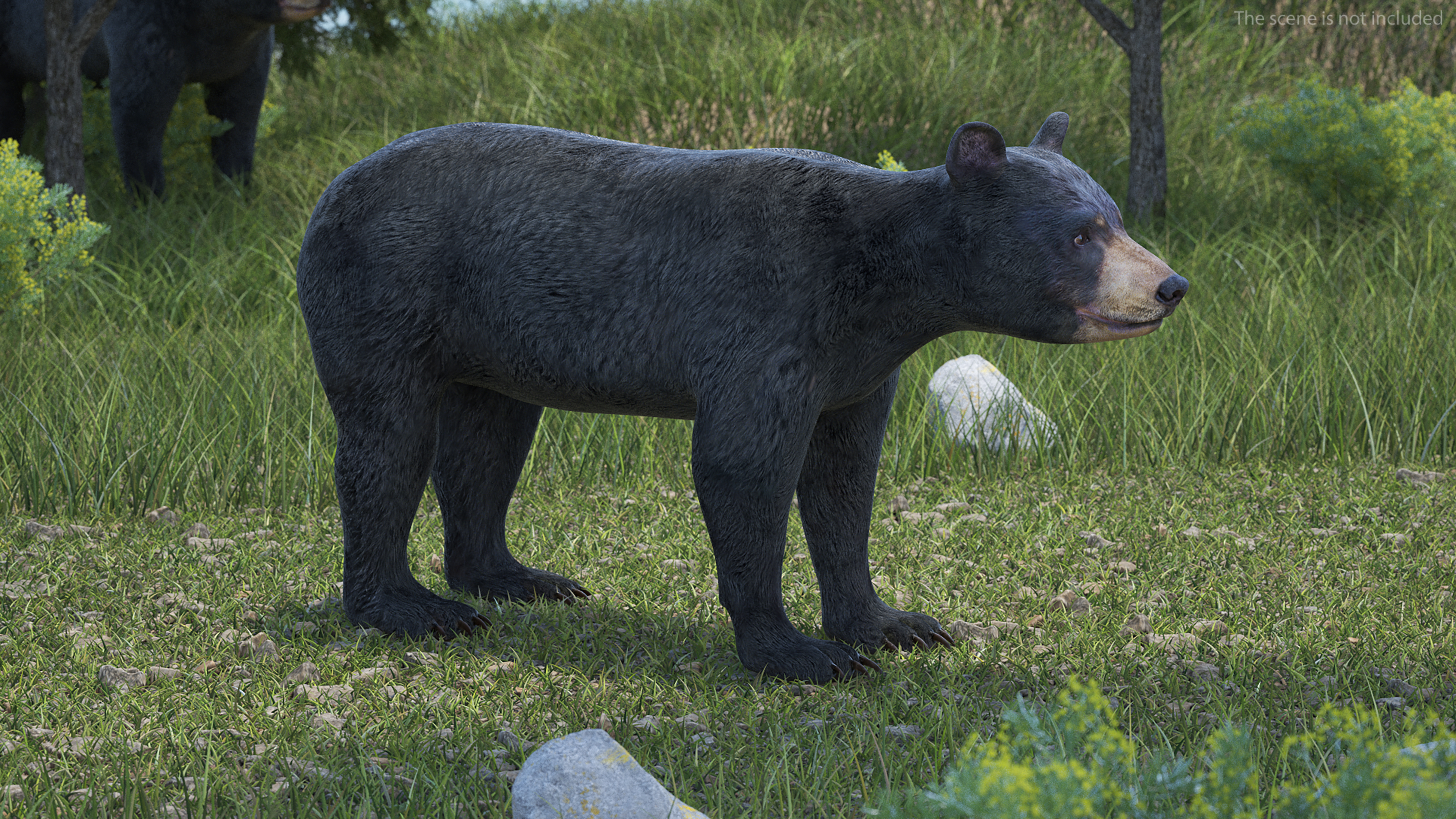 Young Black Bear Rigged for Cinema 4D 3D