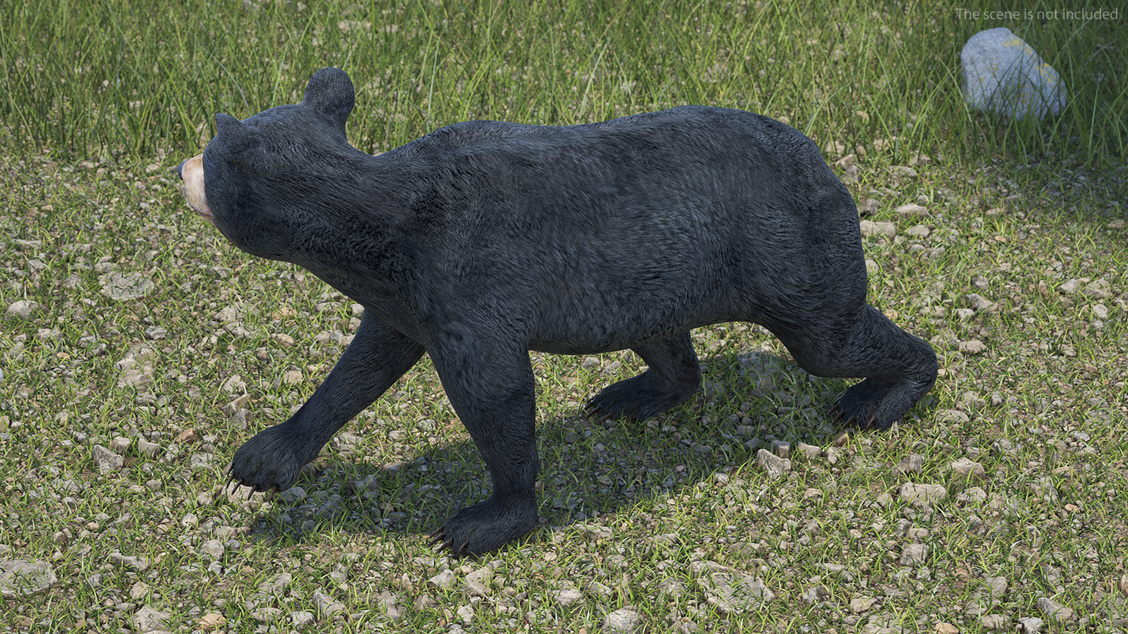 Young Black Bear Rigged for Cinema 4D 3D