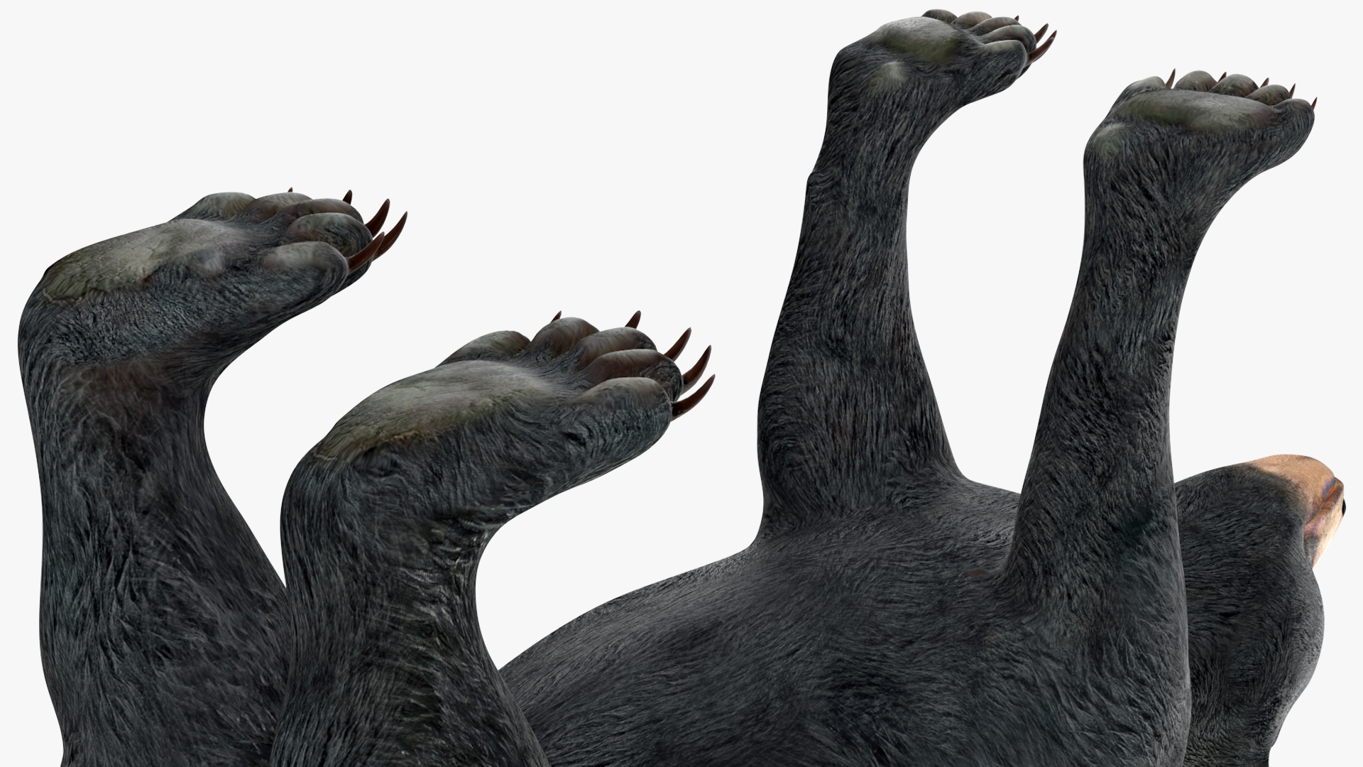 Young Black Bear Rigged for Cinema 4D 3D
