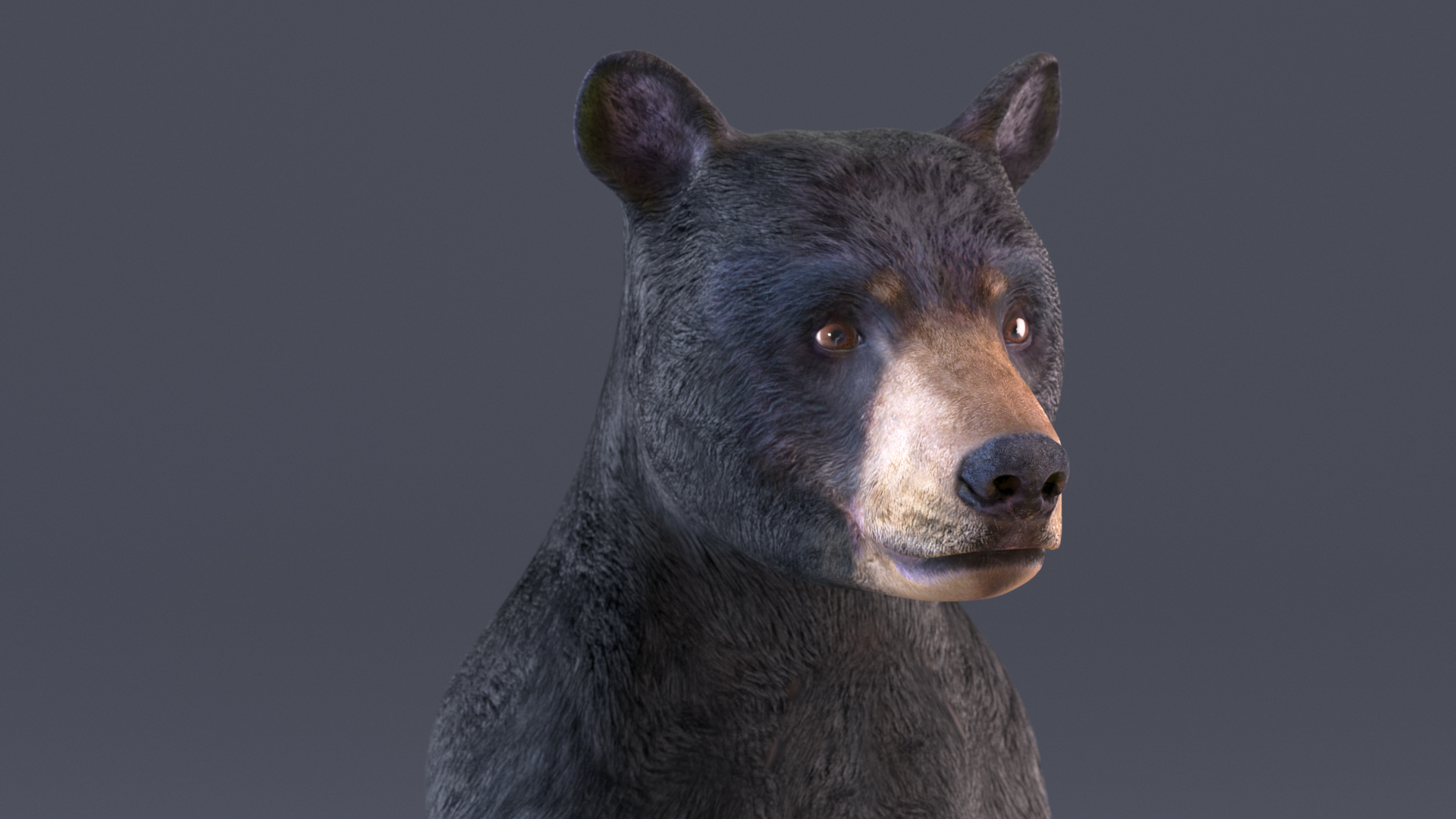 Young Black Bear Rigged for Cinema 4D 3D