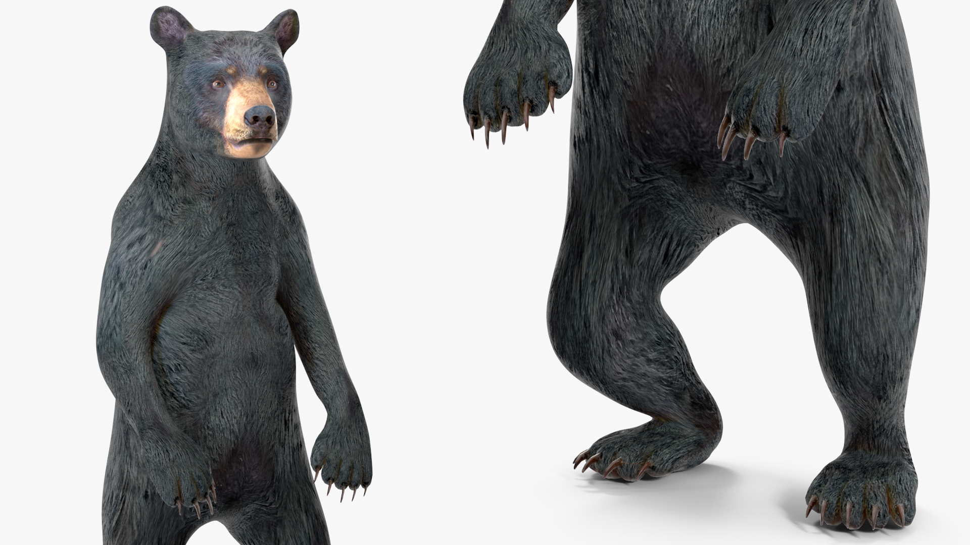 Young Black Bear Rigged for Cinema 4D 3D