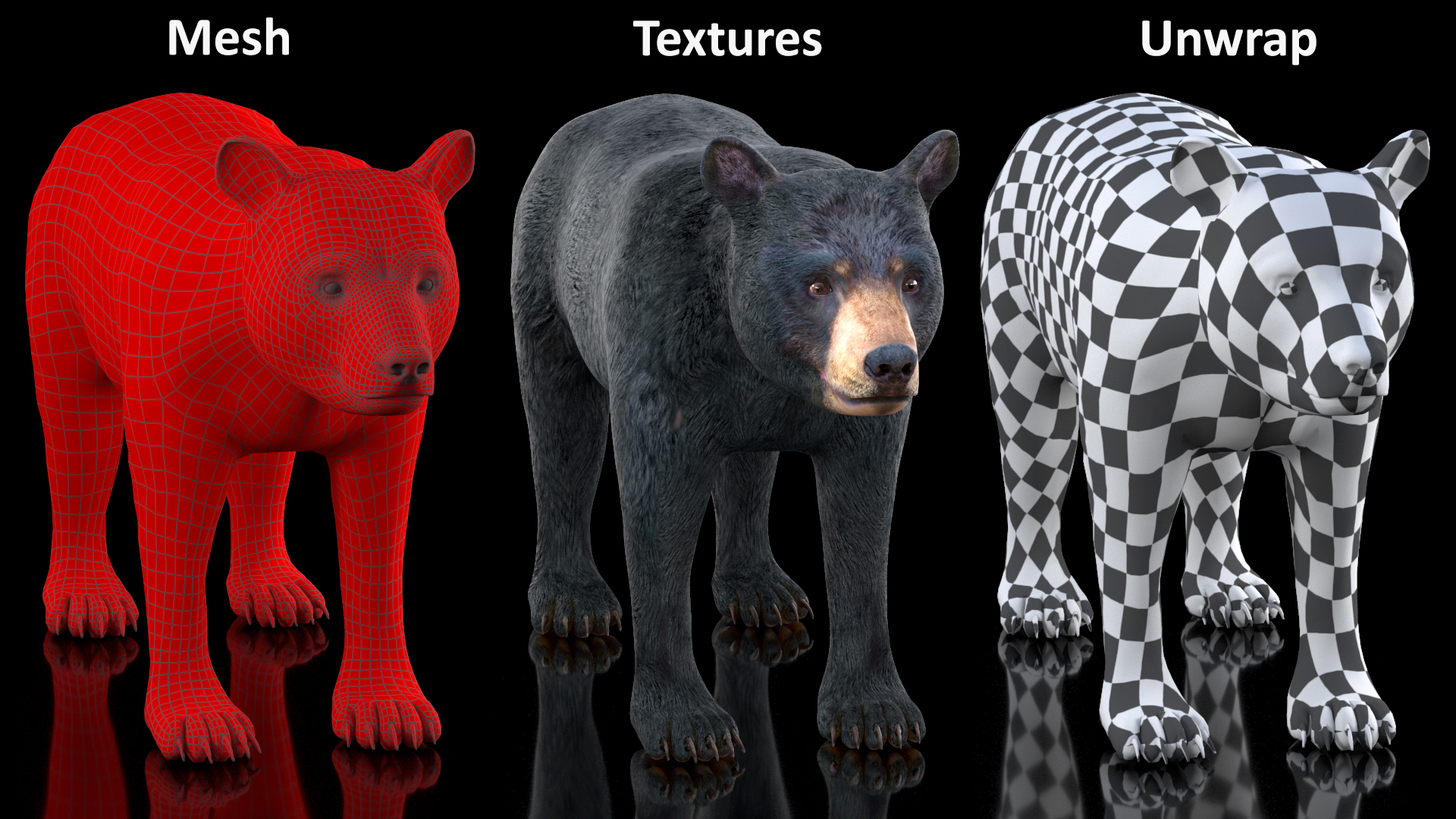 Young Black Bear Rigged for Cinema 4D 3D