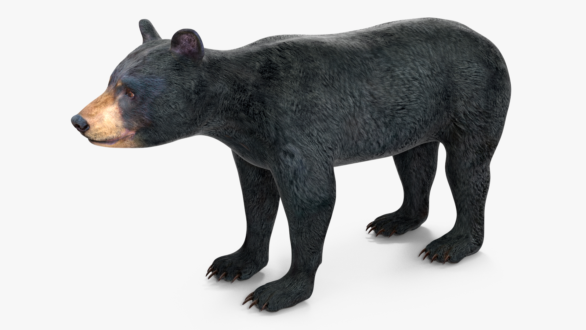 Young Black Bear Rigged for Cinema 4D 3D