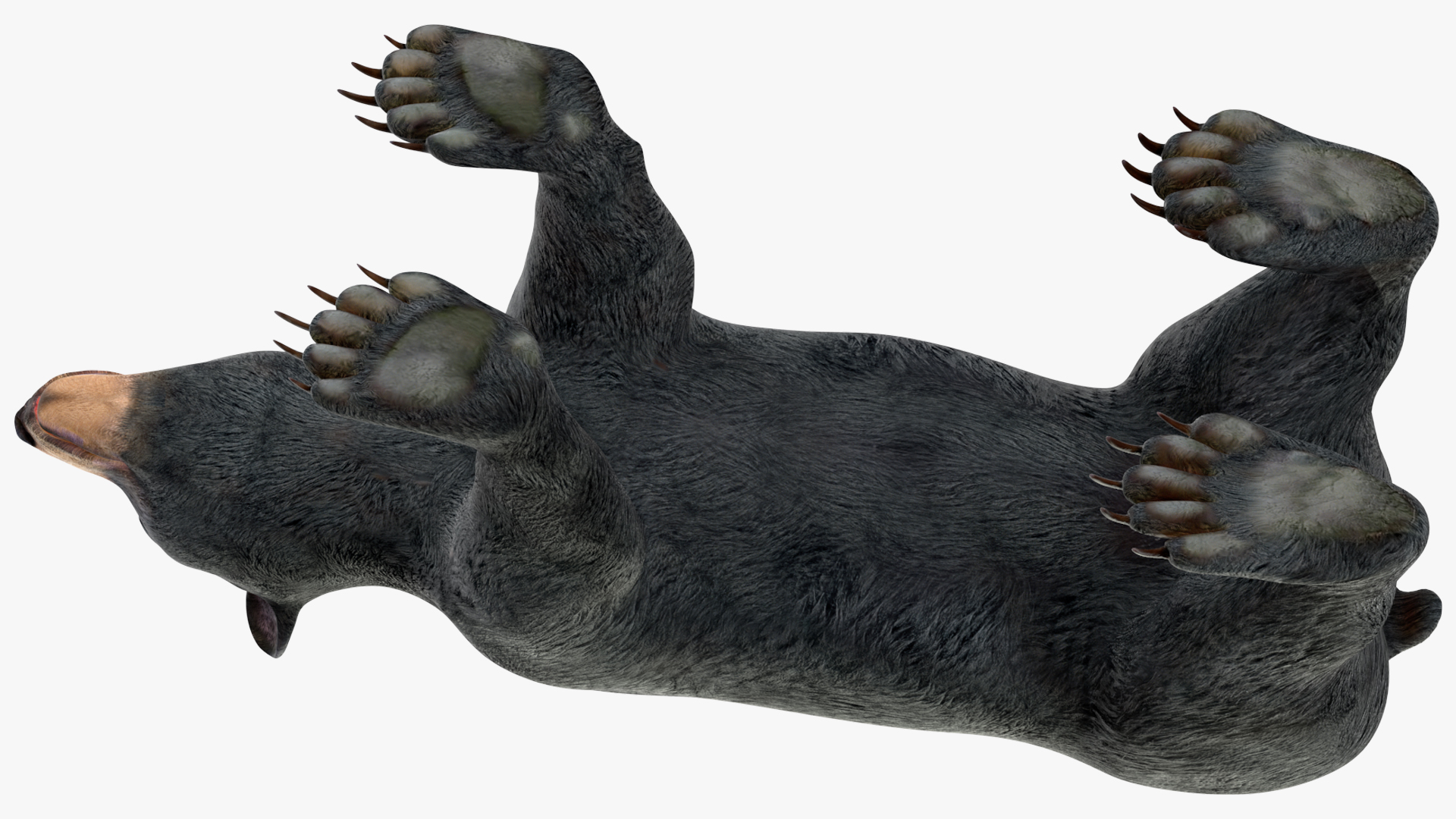 Young Black Bear Rigged for Cinema 4D 3D