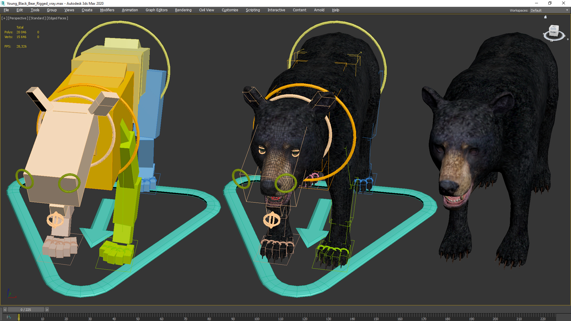 Young Black Bear Rigged for Cinema 4D 3D