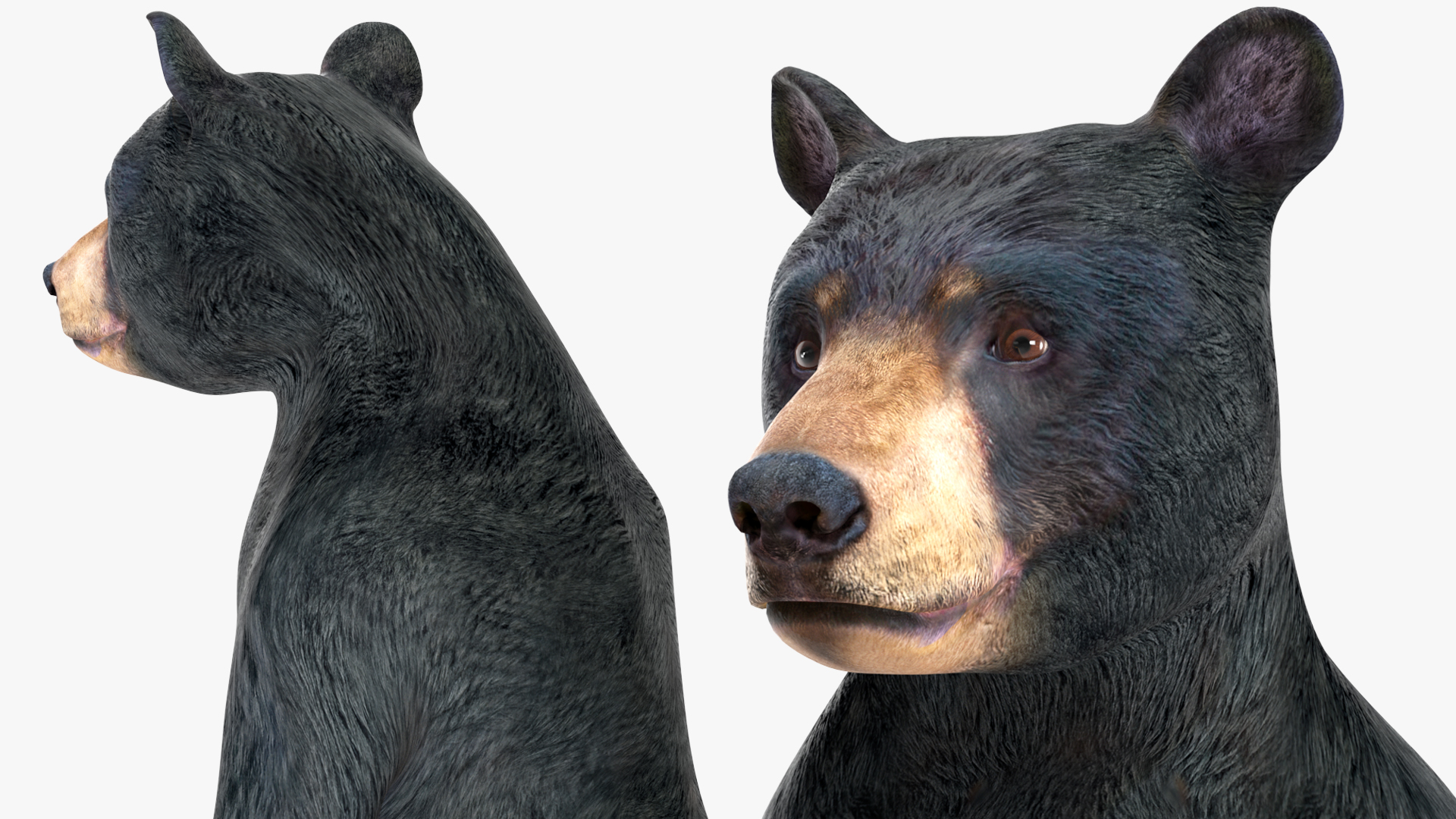 Young Black Bear Rigged for Cinema 4D 3D
