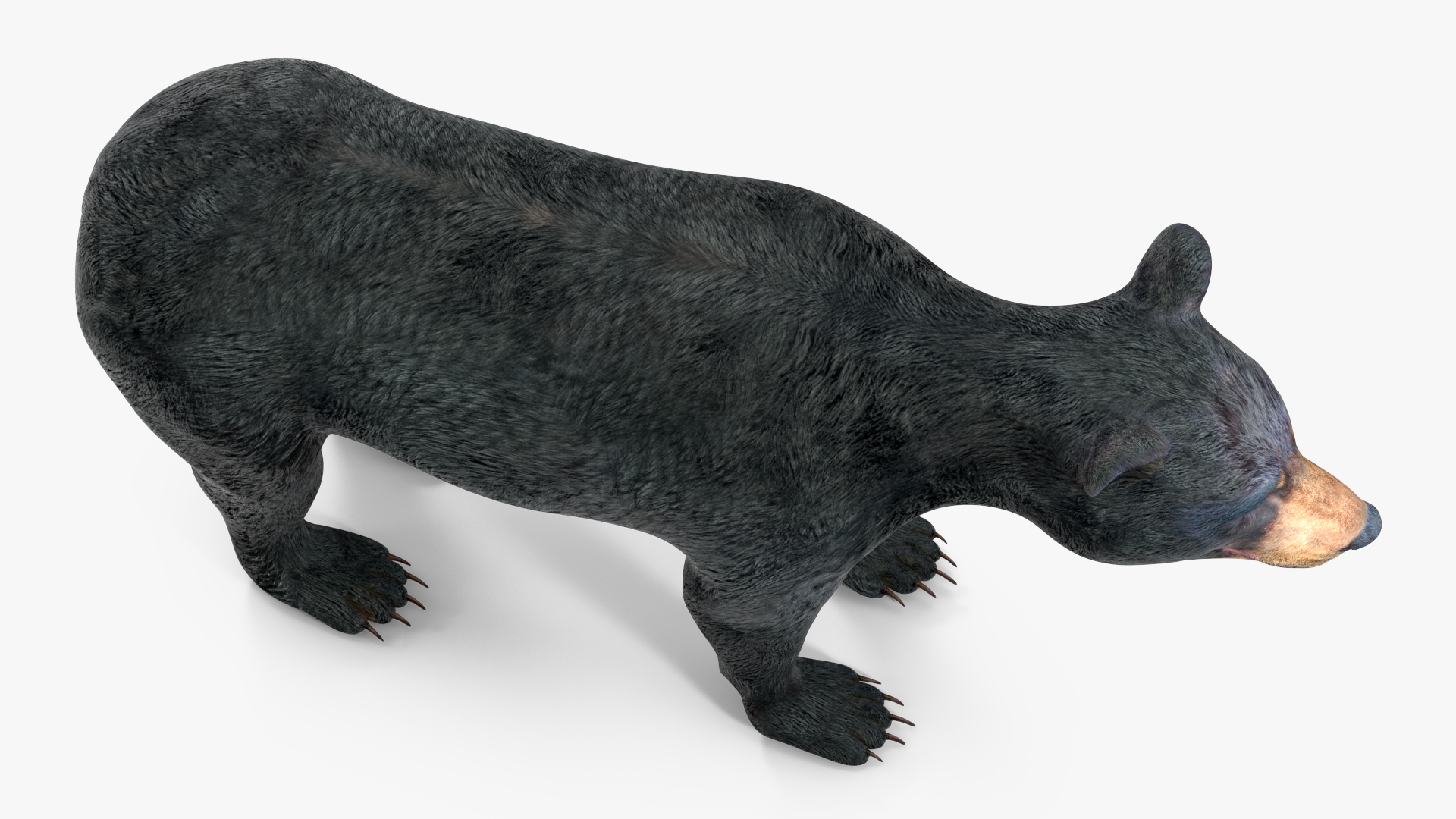 Young Black Bear Rigged for Cinema 4D 3D