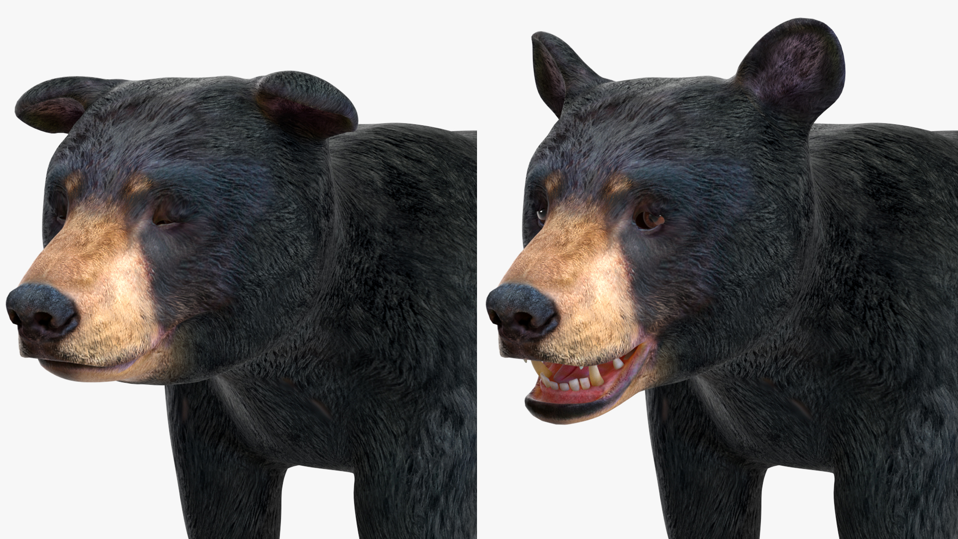 Young Black Bear Rigged for Cinema 4D 3D
