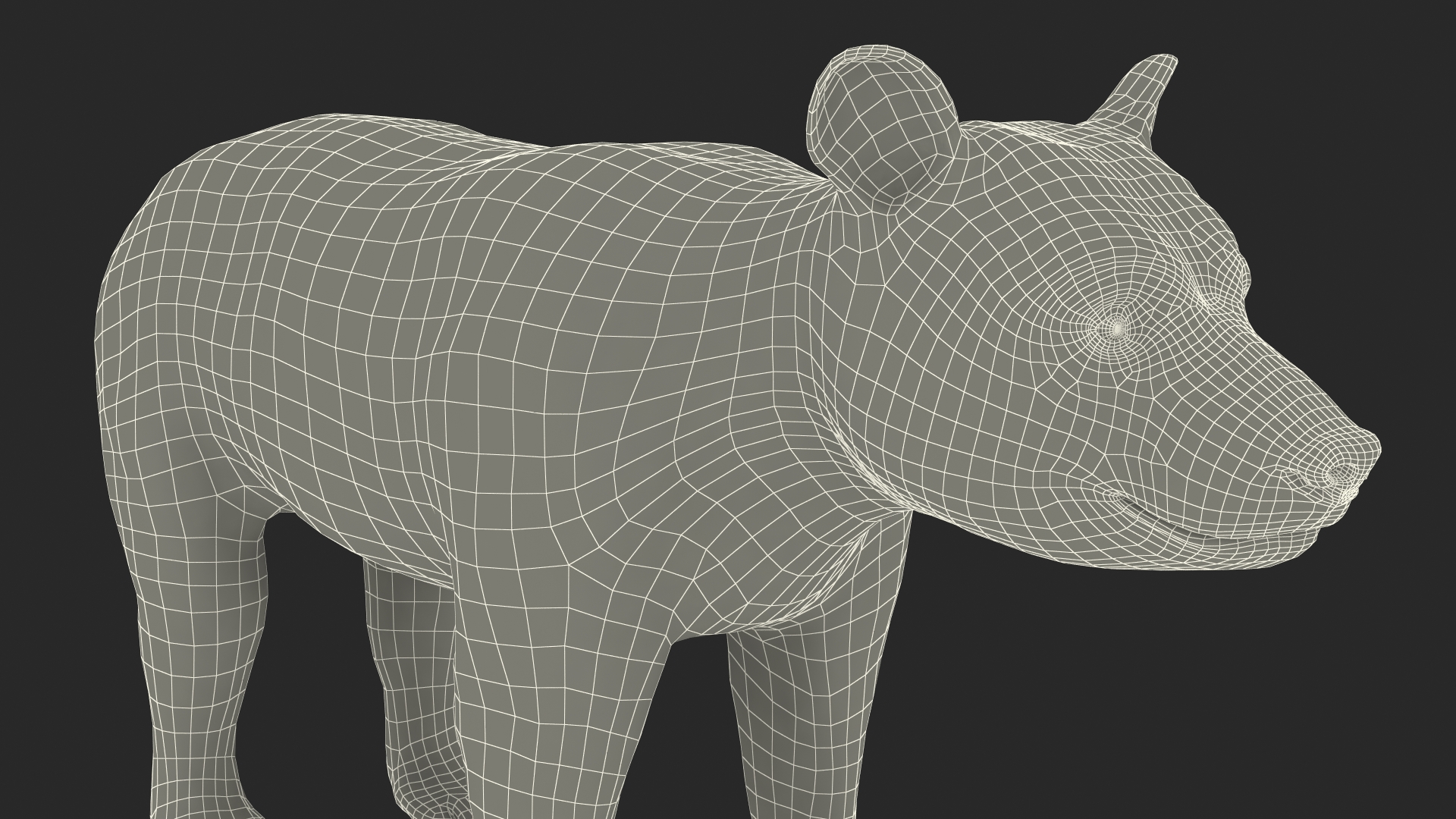 Young Black Bear Rigged for Cinema 4D 3D
