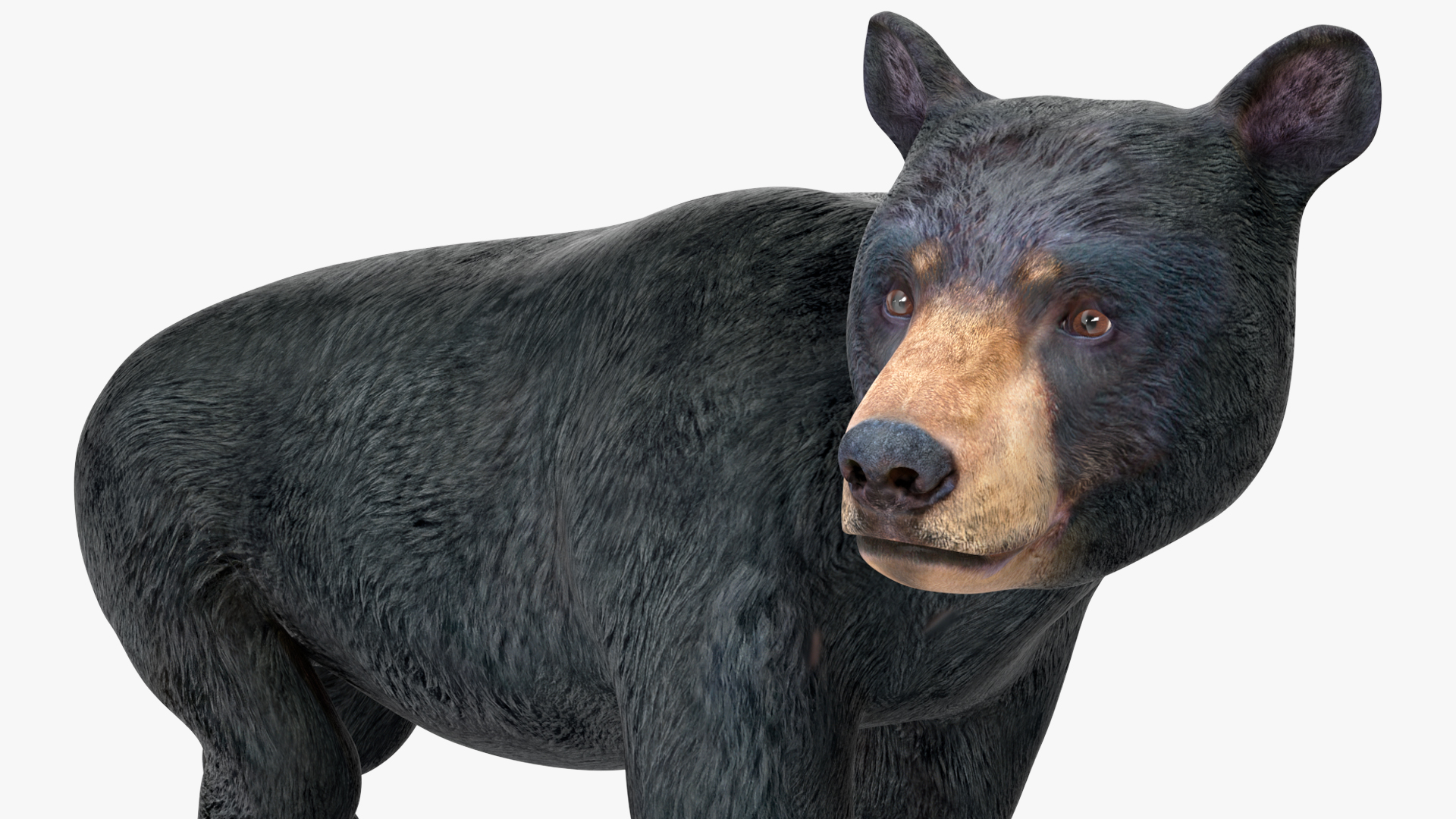 Young Black Bear Rigged for Cinema 4D 3D