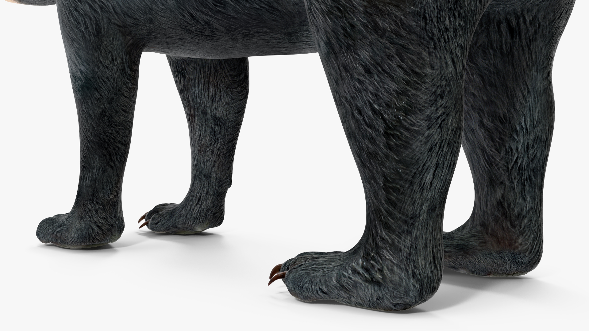 Young Black Bear Rigged for Cinema 4D 3D