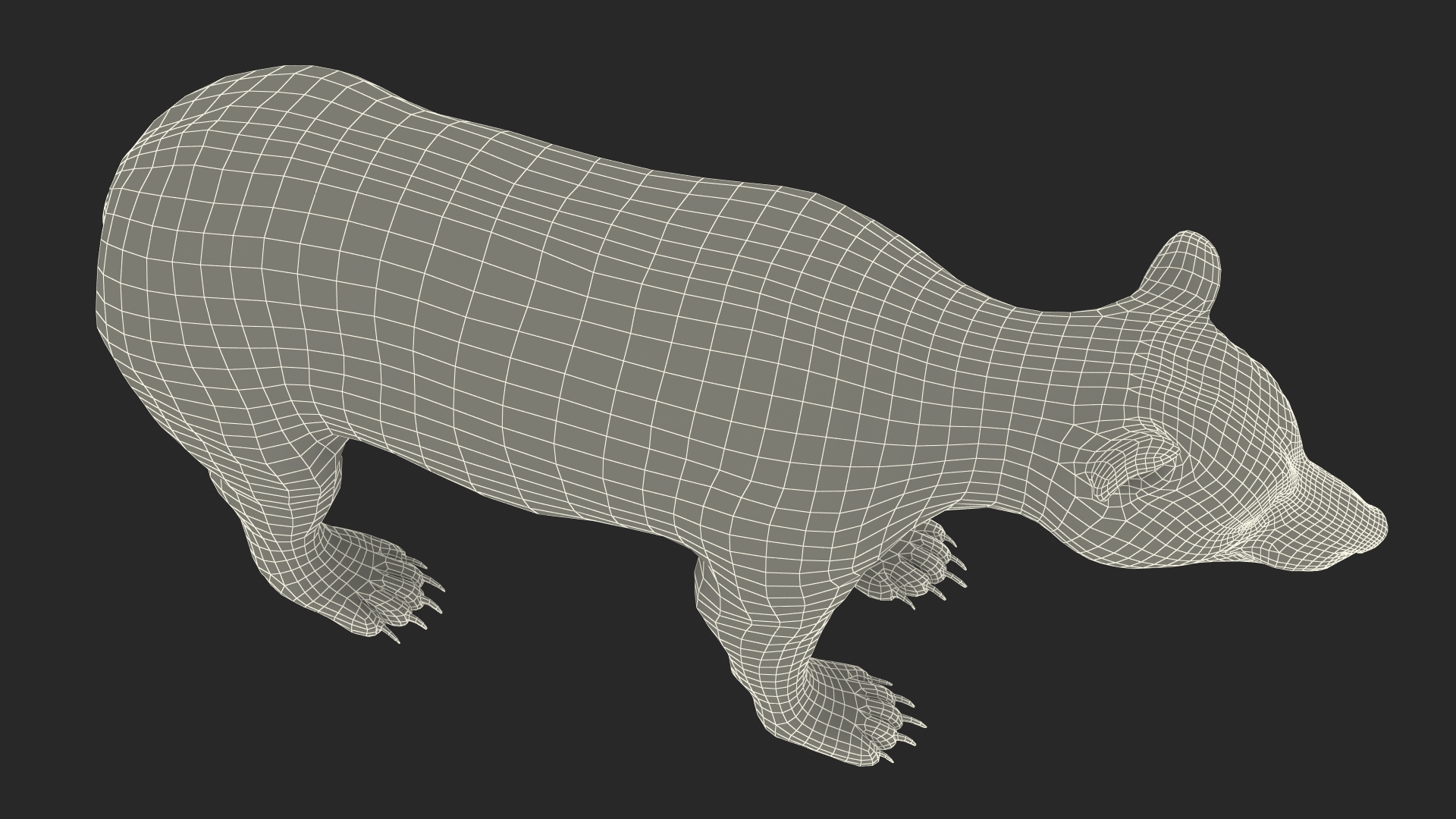 Young Black Bear Rigged for Cinema 4D 3D
