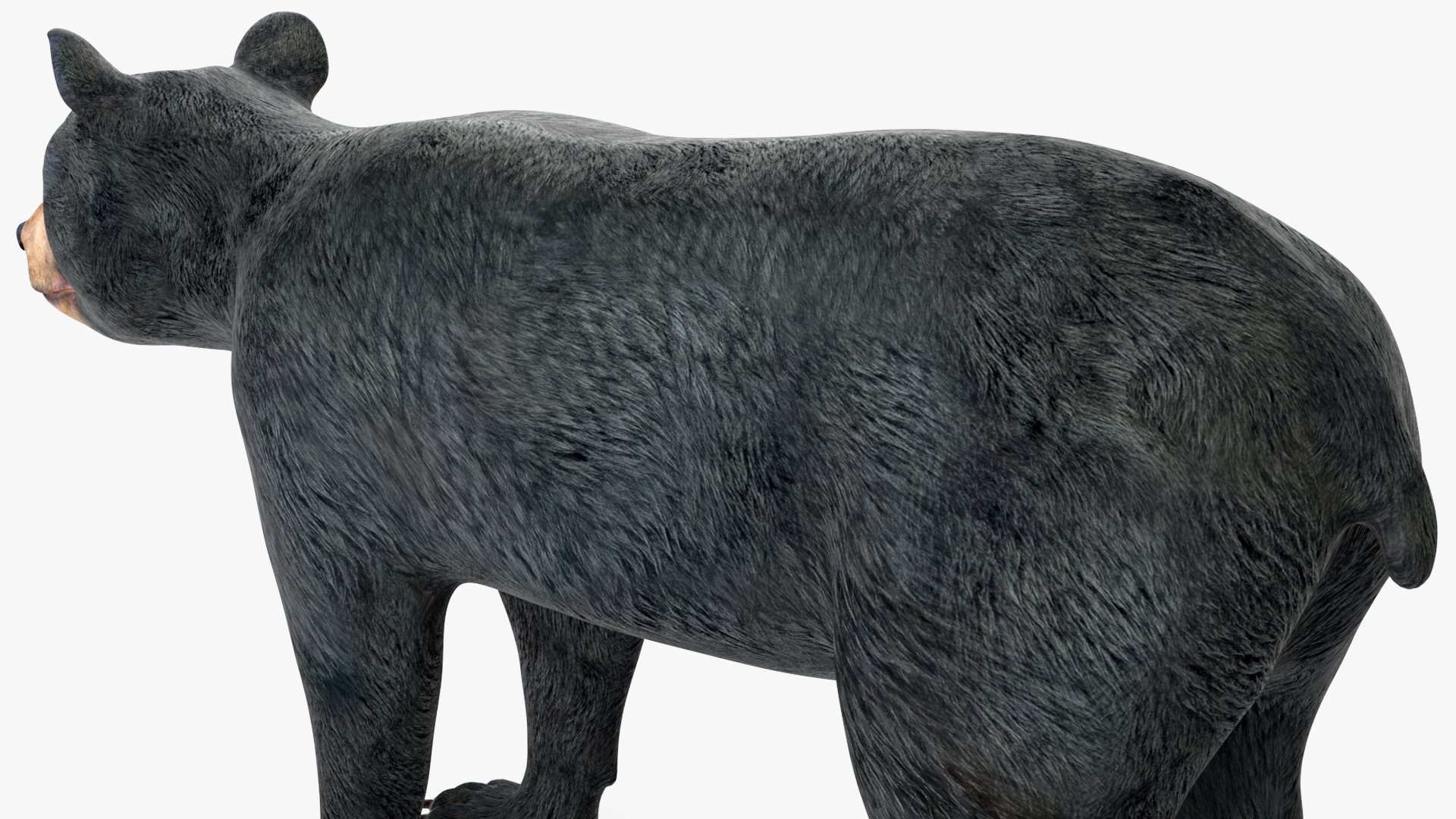 Young Black Bear Rigged for Cinema 4D 3D