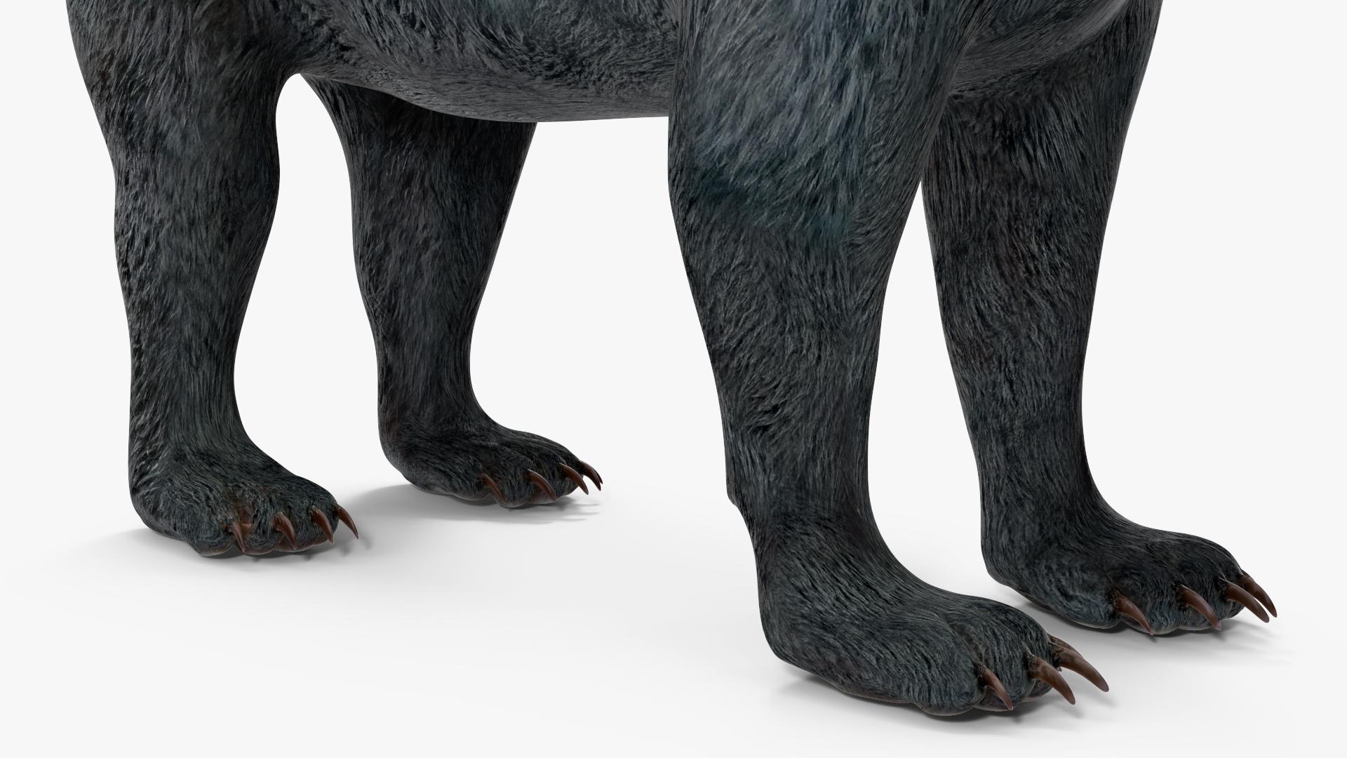 Young Black Bear Rigged for Cinema 4D 3D