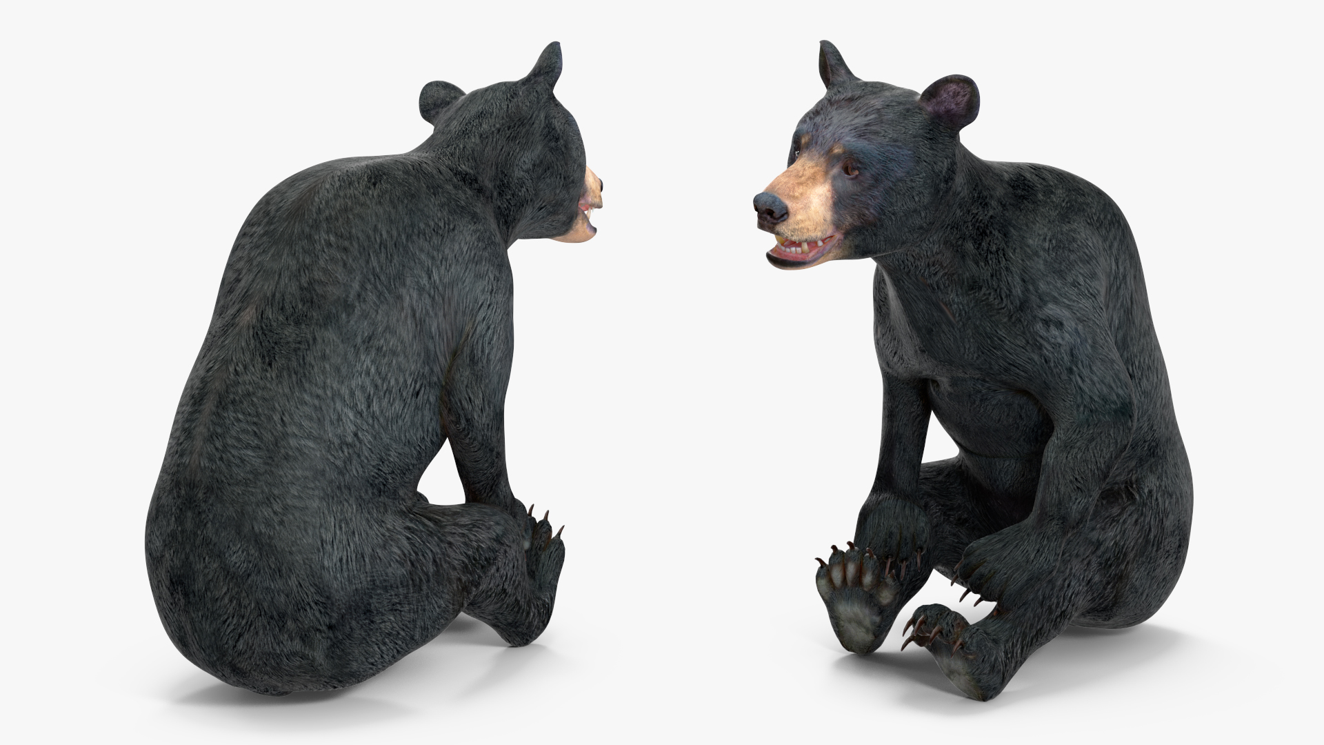 Young Black Bear Rigged for Cinema 4D 3D