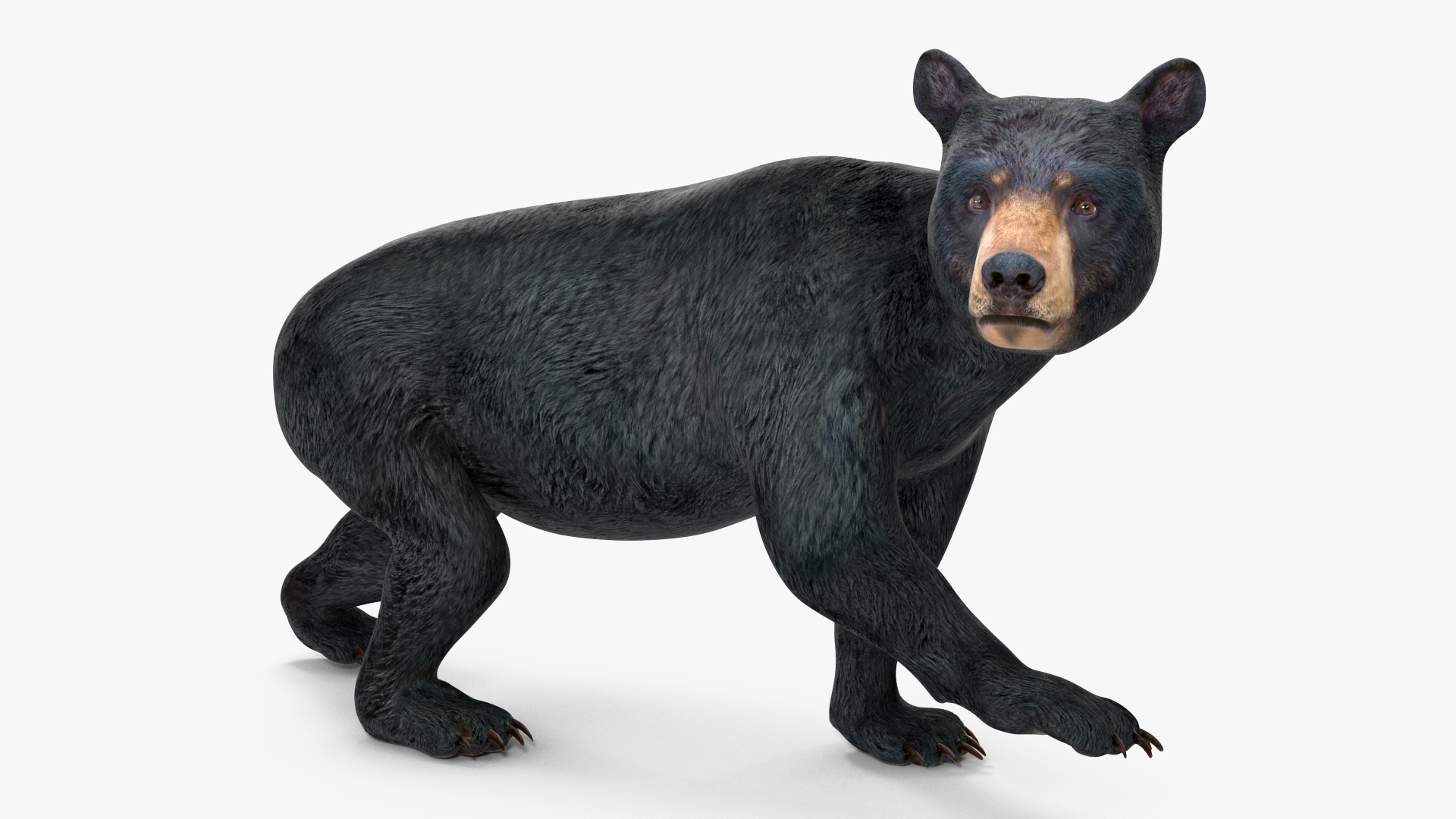 Young Black Bear Rigged for Cinema 4D 3D