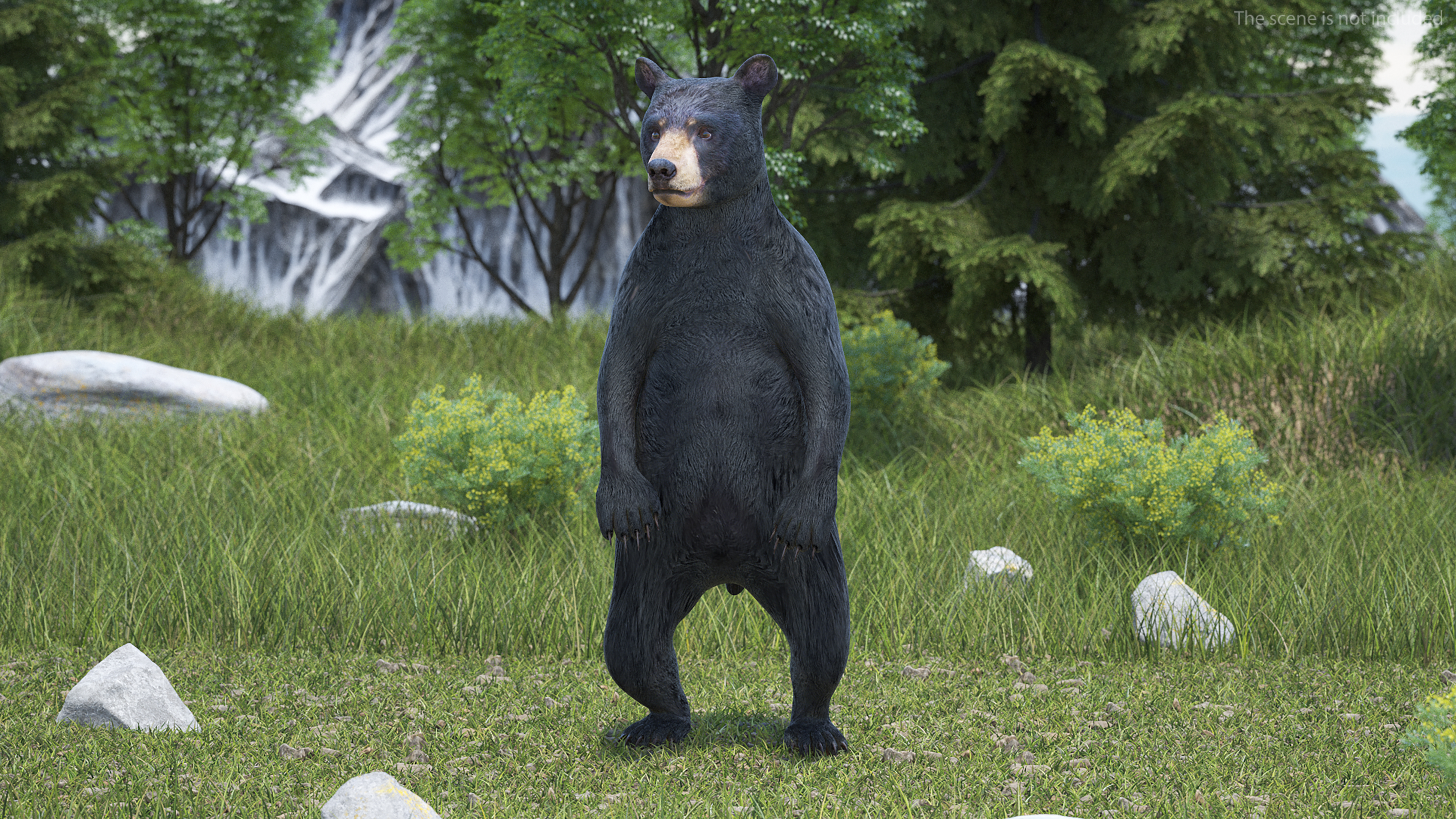 Young Black Bear Rigged for Cinema 4D 3D
