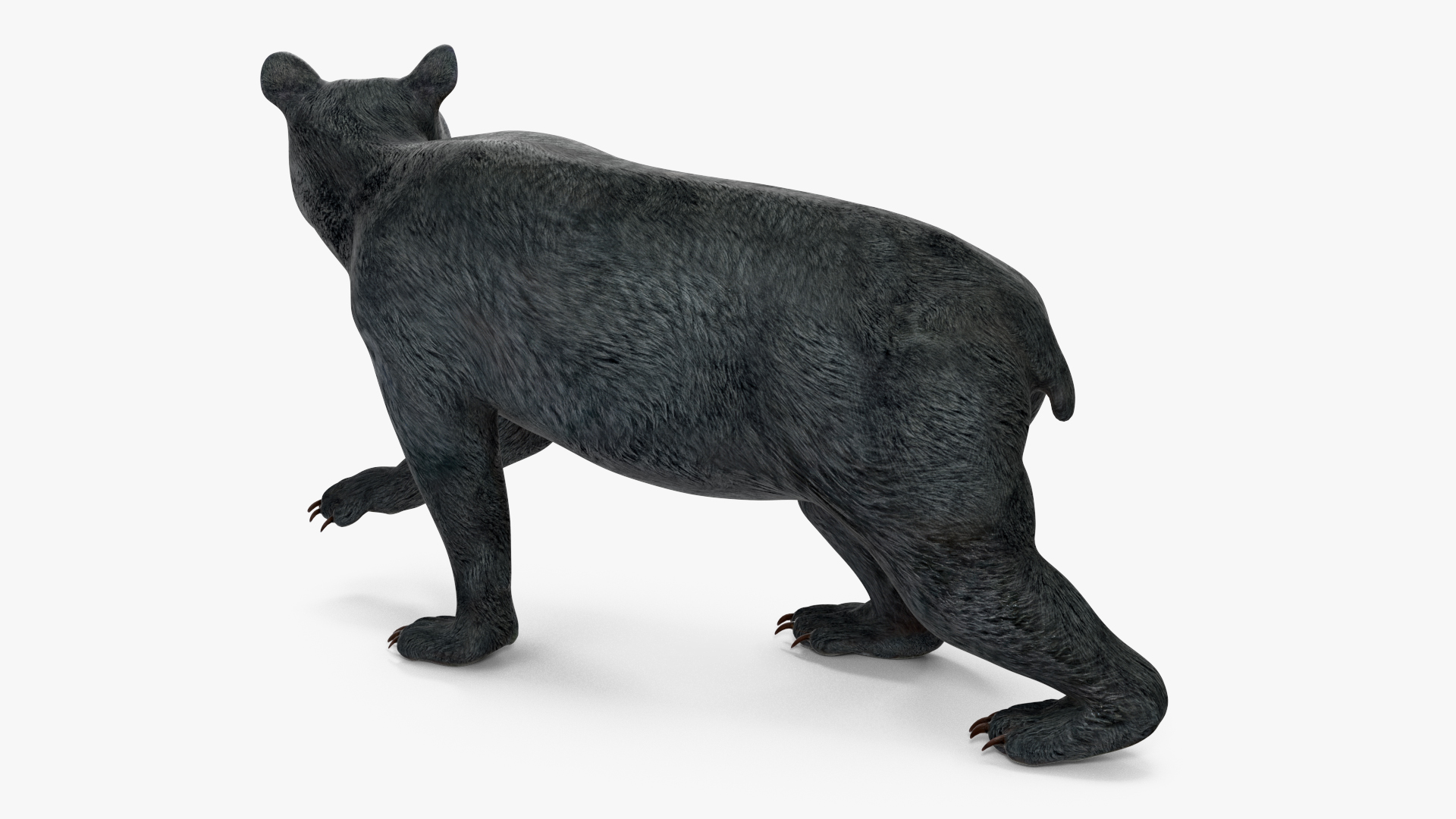Young Black Bear Rigged for Cinema 4D 3D
