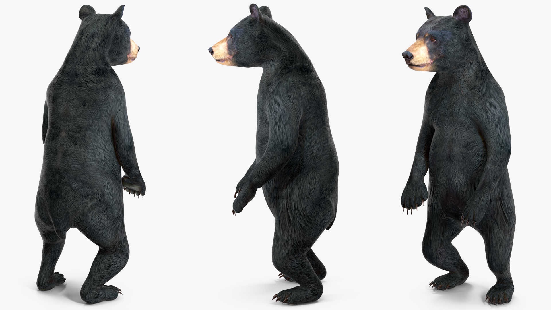 Young Black Bear Rigged for Cinema 4D 3D