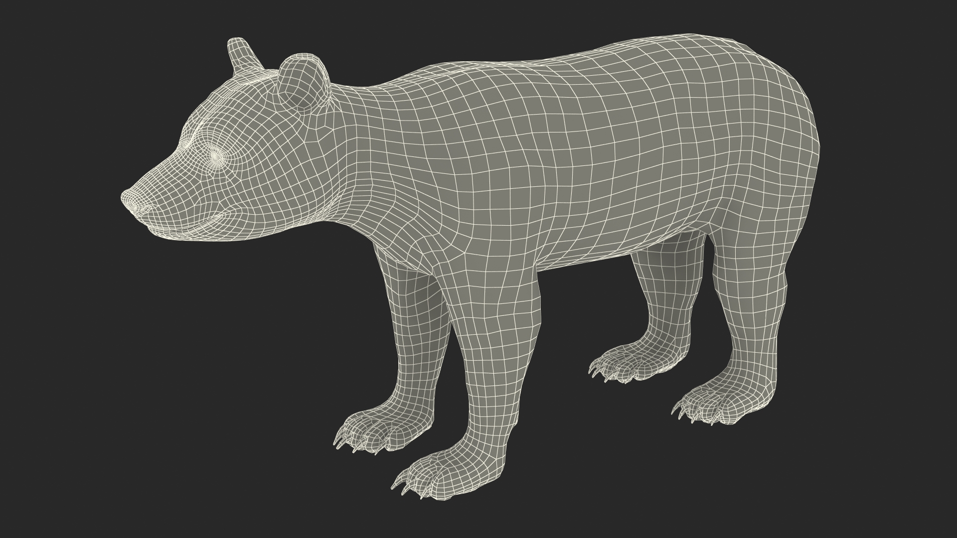Young Black Bear Rigged for Cinema 4D 3D