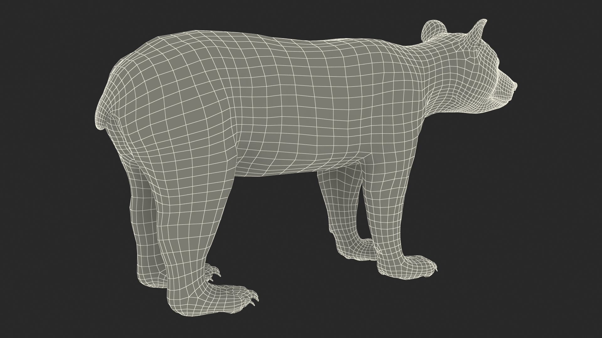 Young Black Bear Rigged for Cinema 4D 3D
