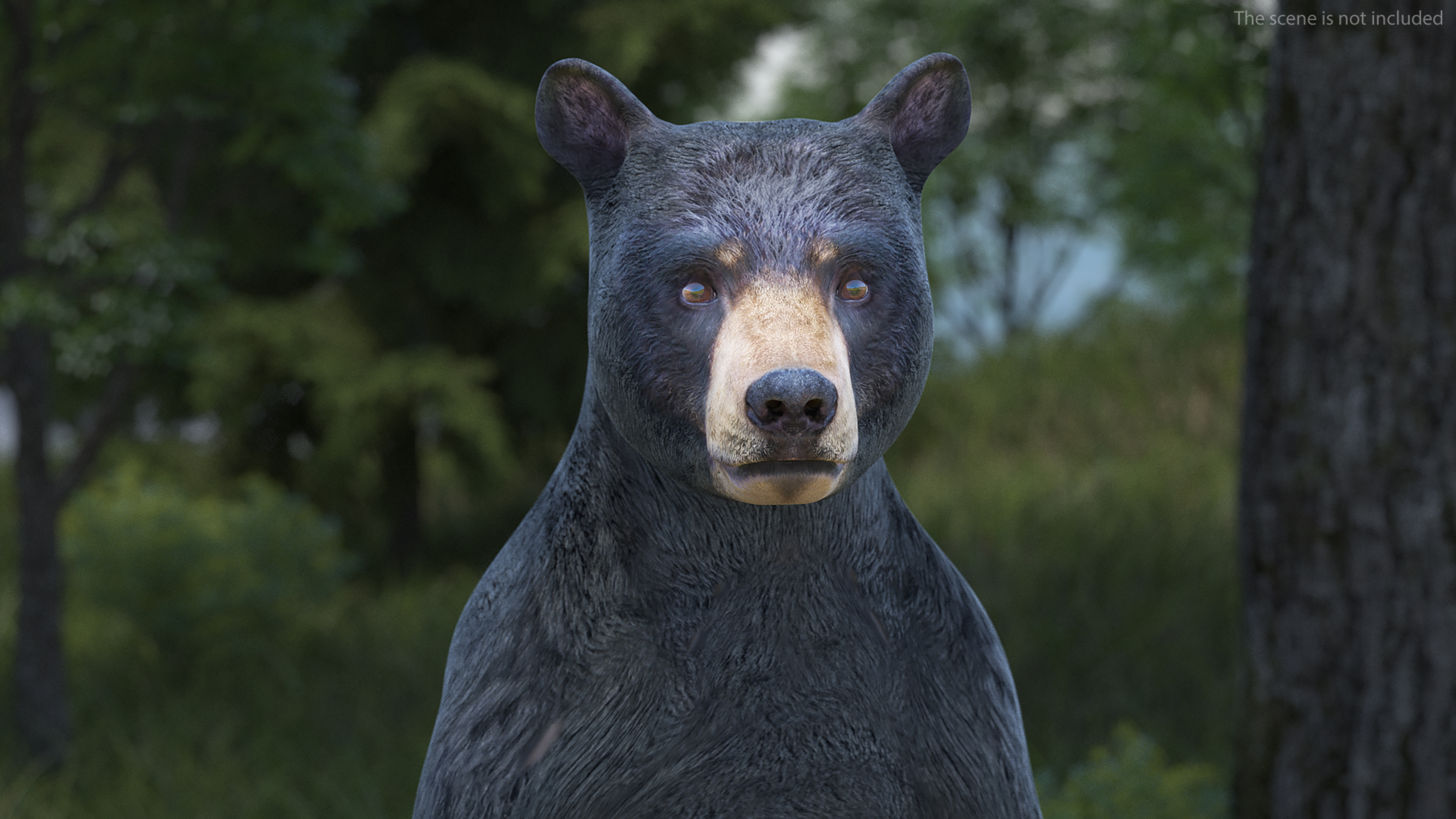 Young Black Bear Rigged for Cinema 4D 3D