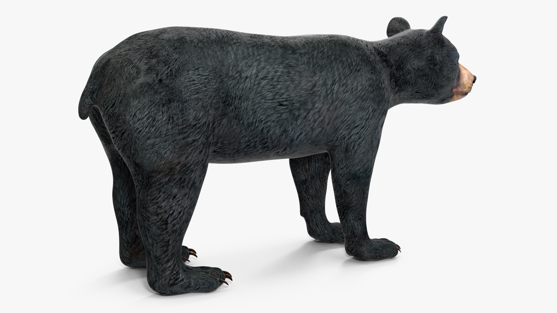 Young Black Bear Rigged for Cinema 4D 3D