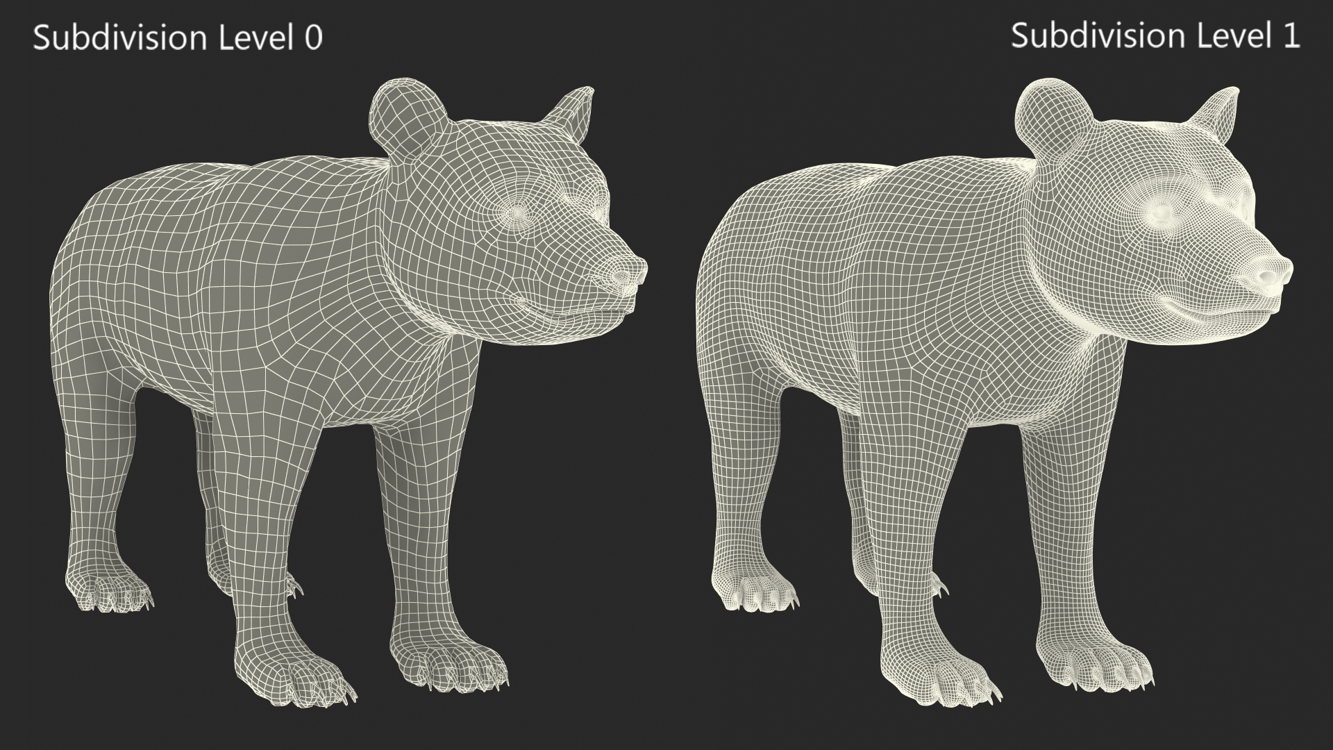 Young Black Bear Rigged for Cinema 4D 3D