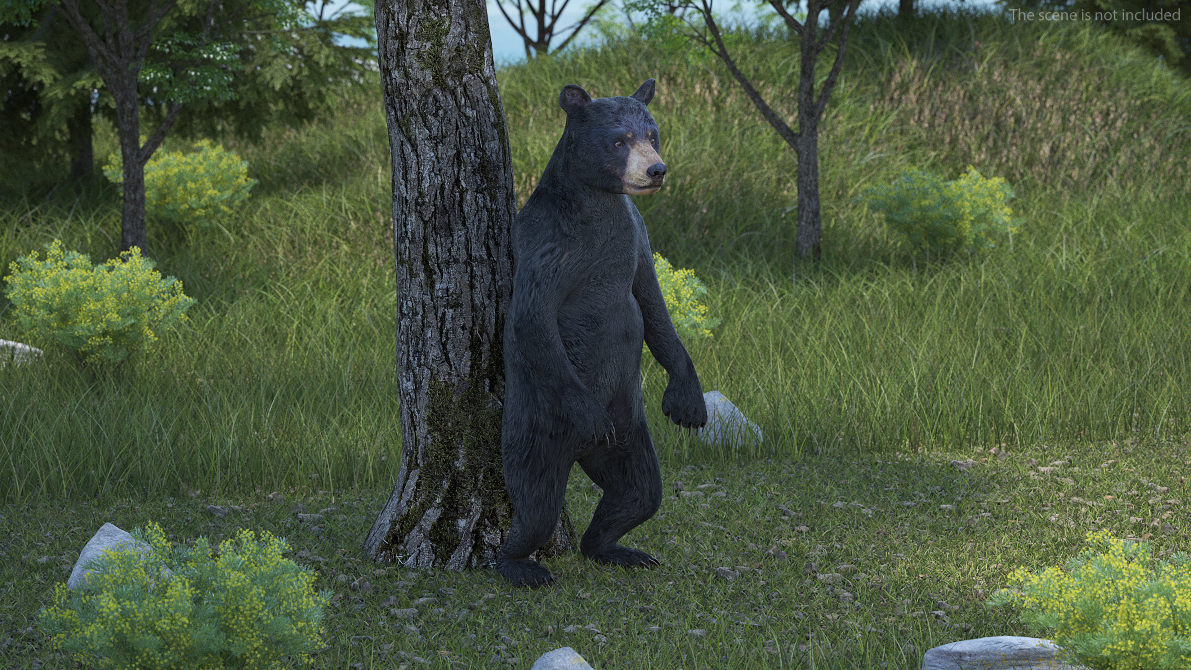 Young Black Bear Rigged for Cinema 4D 3D