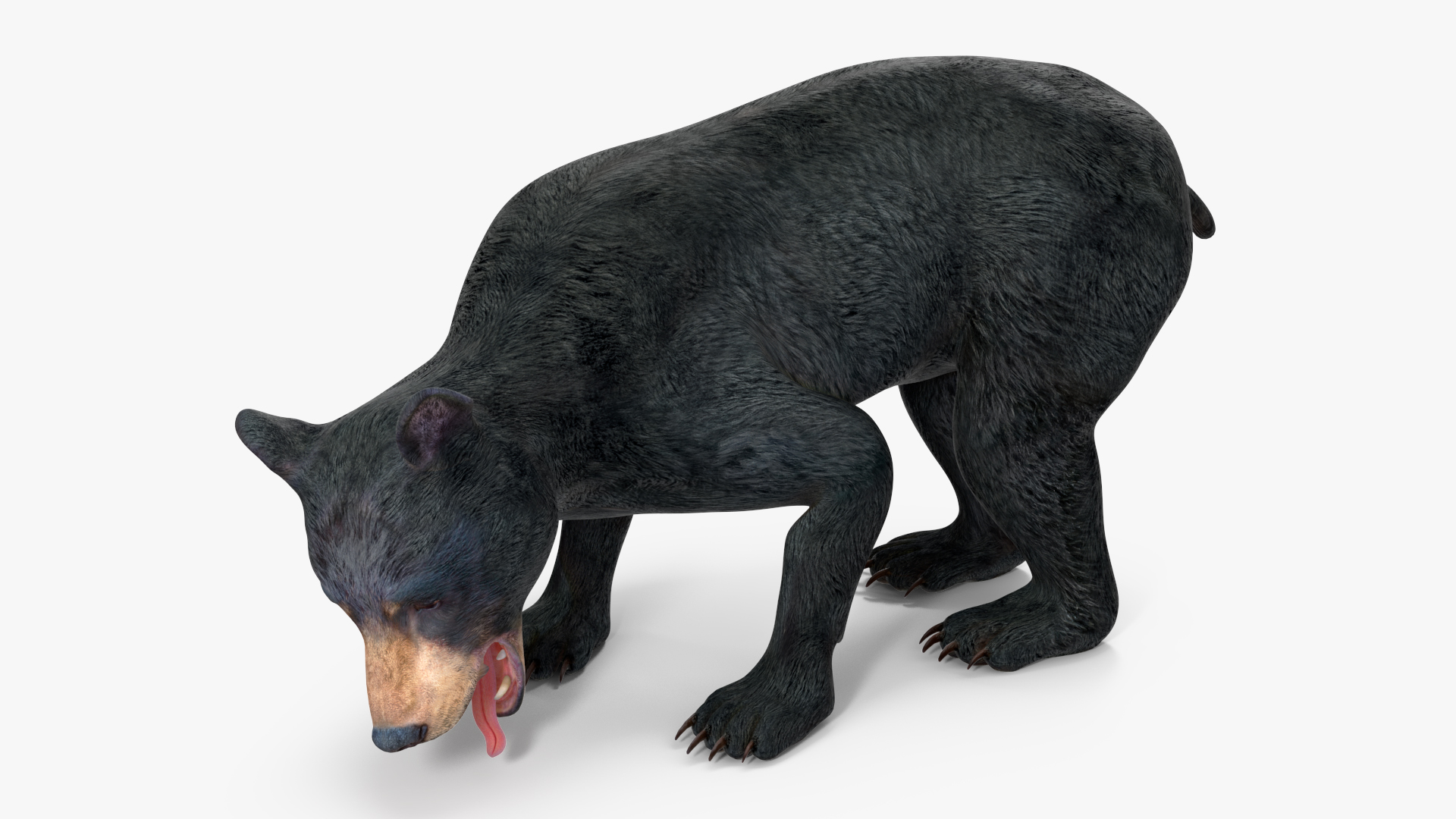 Young Black Bear Rigged for Cinema 4D 3D